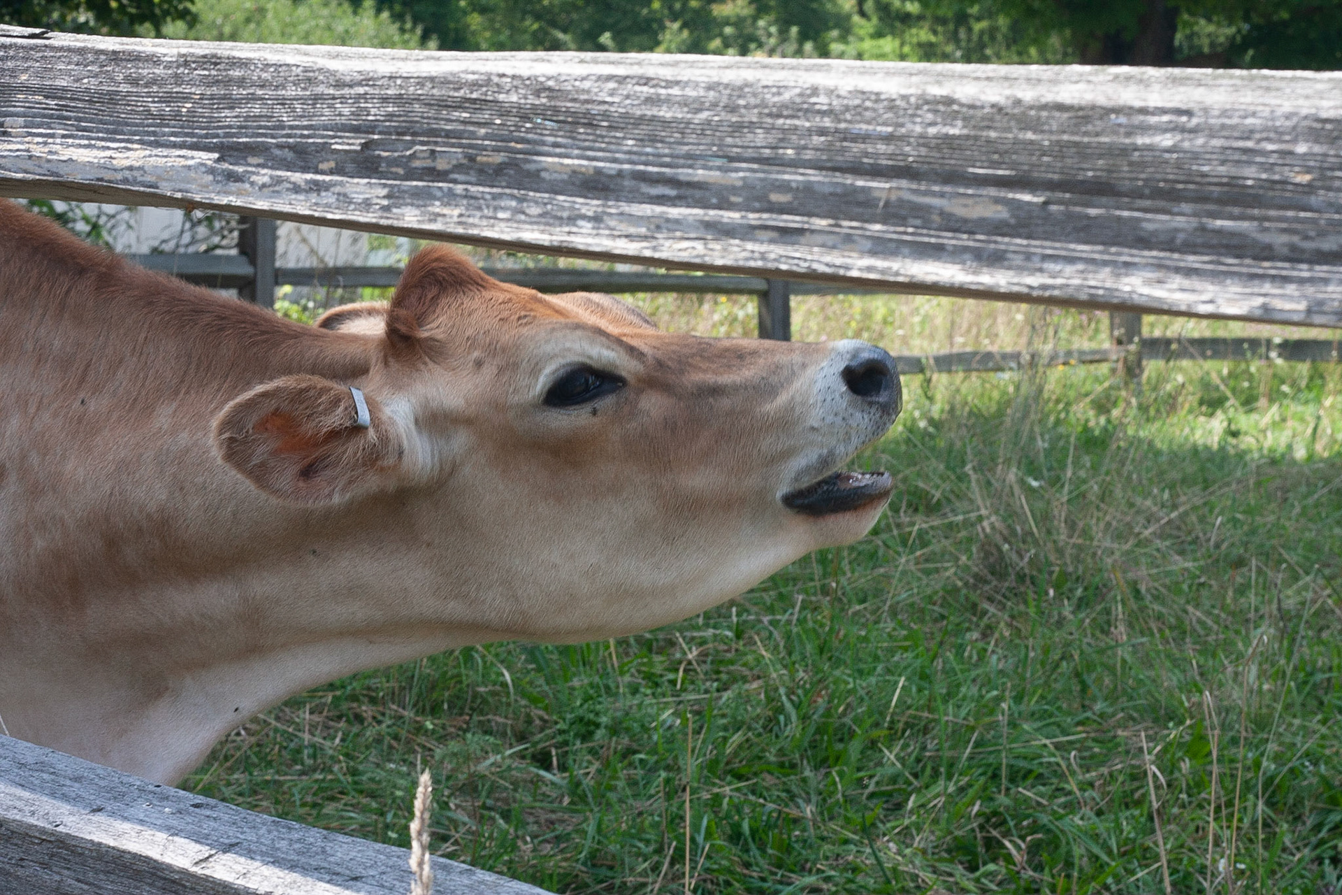 Bessie was feeling mouthy today. GCVM