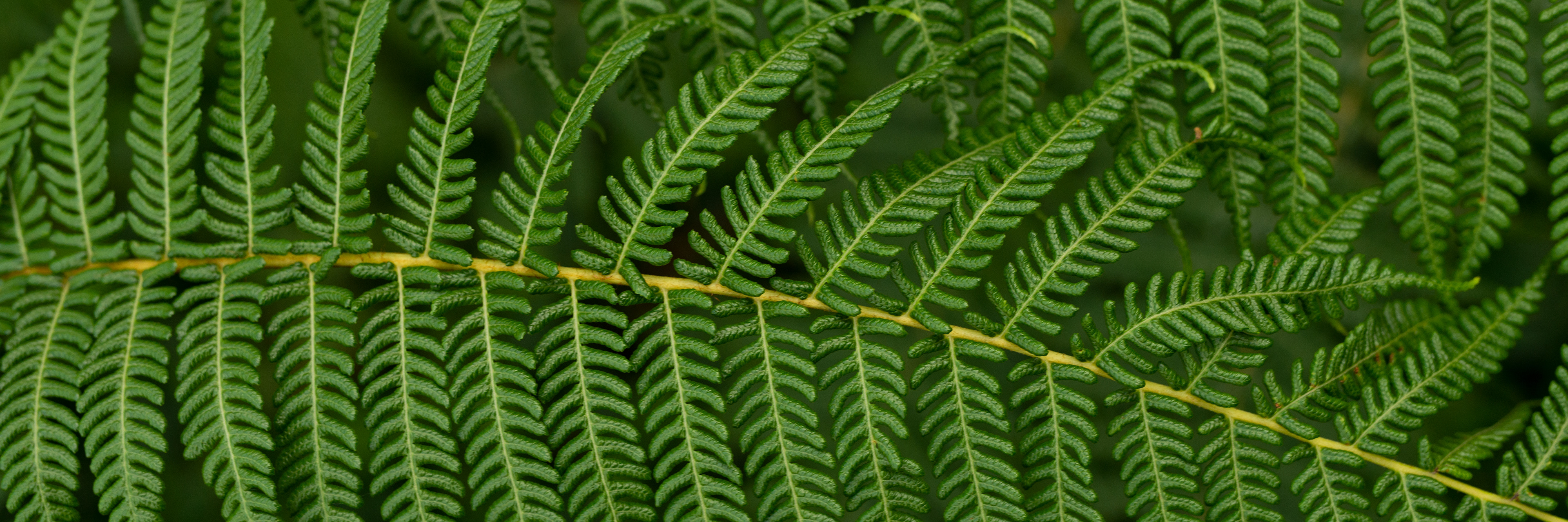 Fern