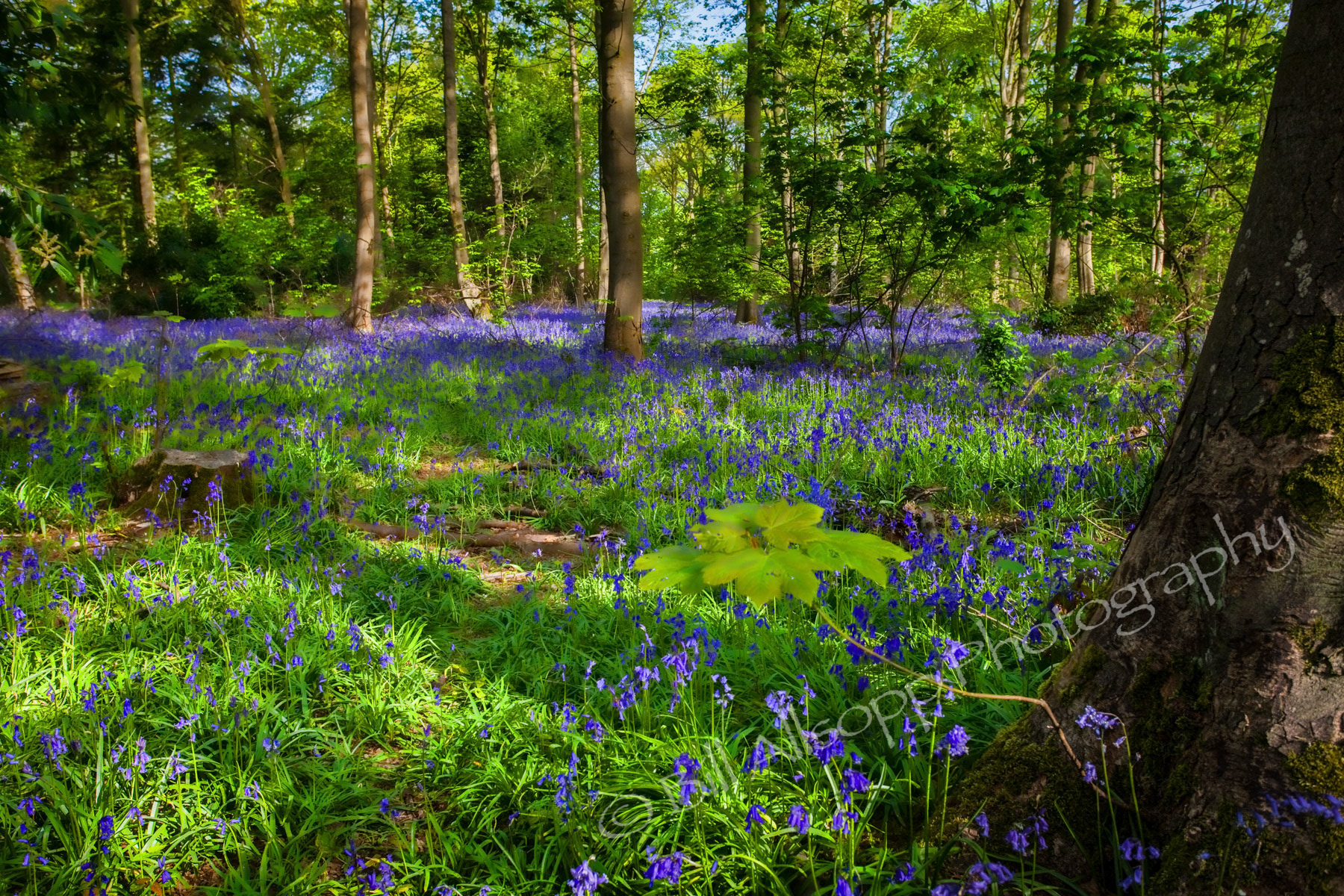 A bluebell wood on Crown estate land at Gopsall, Leicestershire.