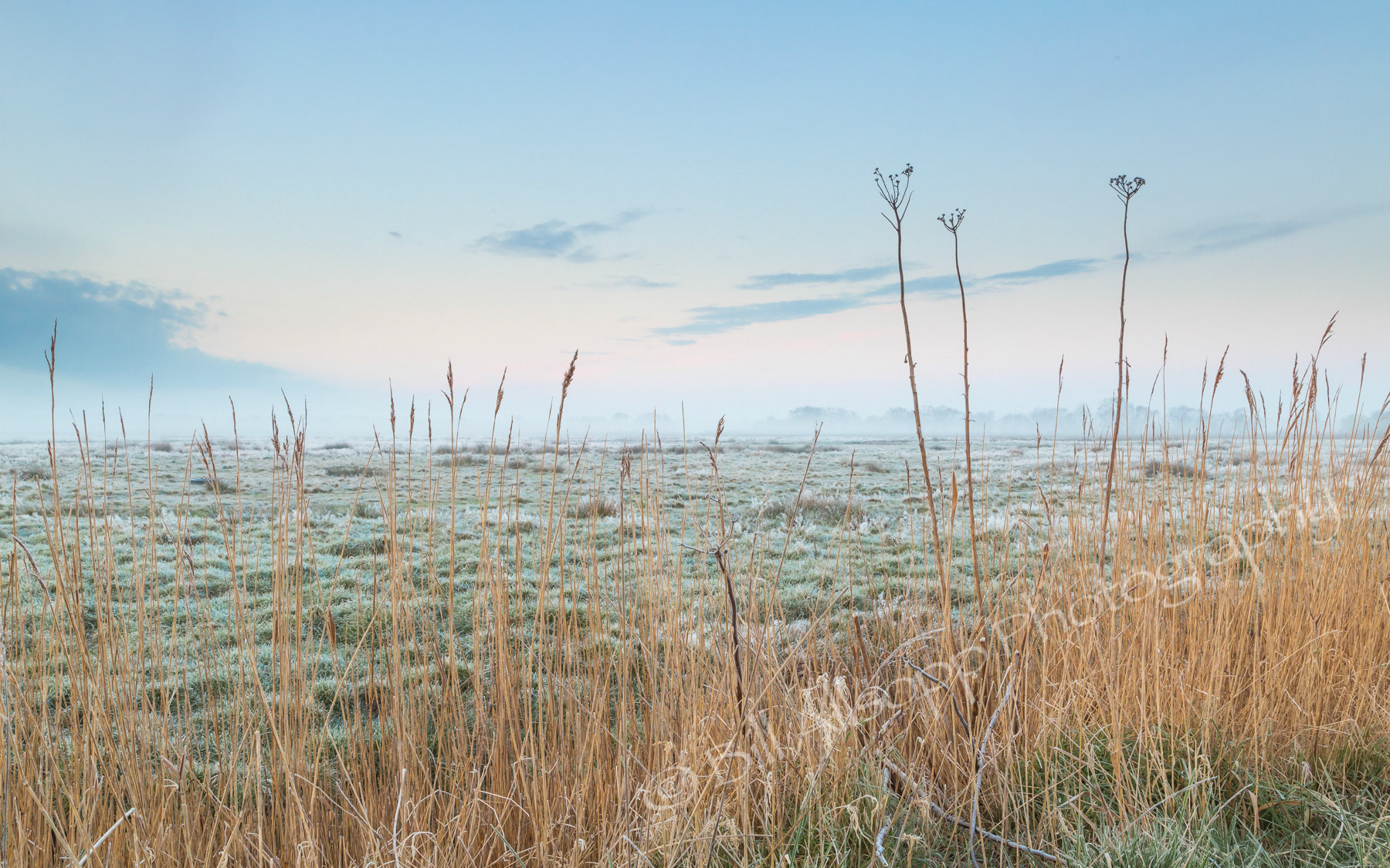Reeds and weeds line the edge of a field on a frosty morning in the Norfolk Broads