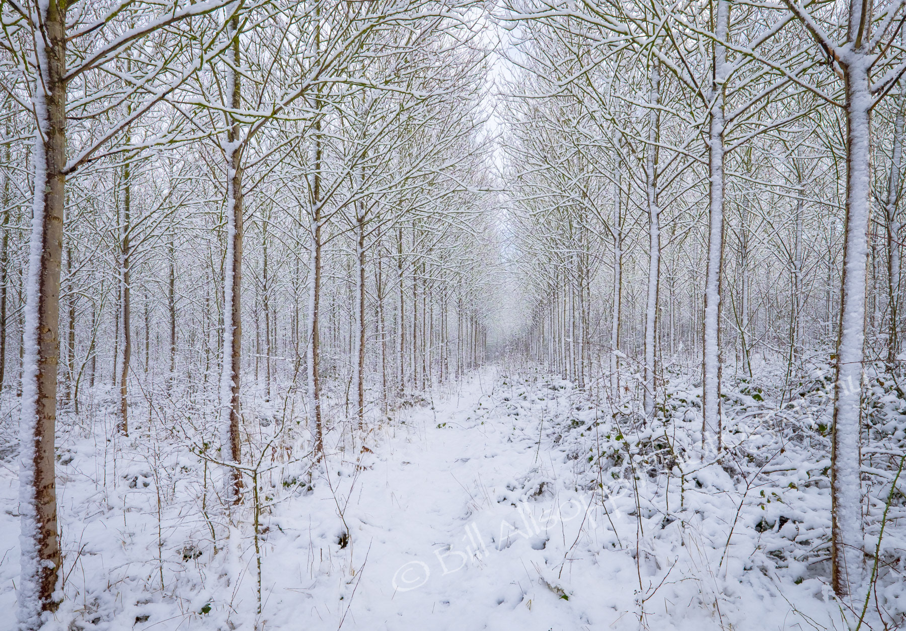 National Forest woodland in winter.