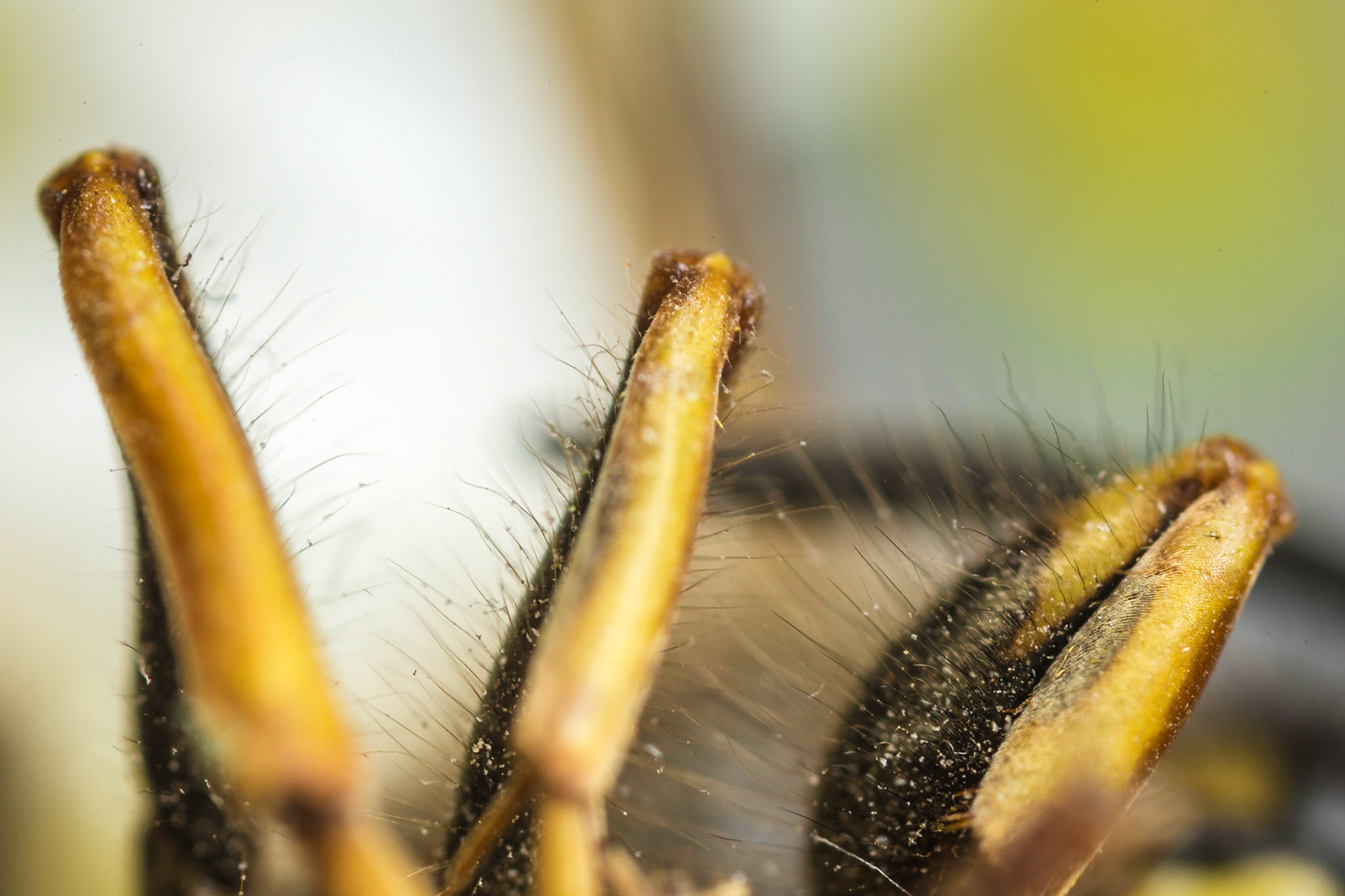 Hairy wasp legs