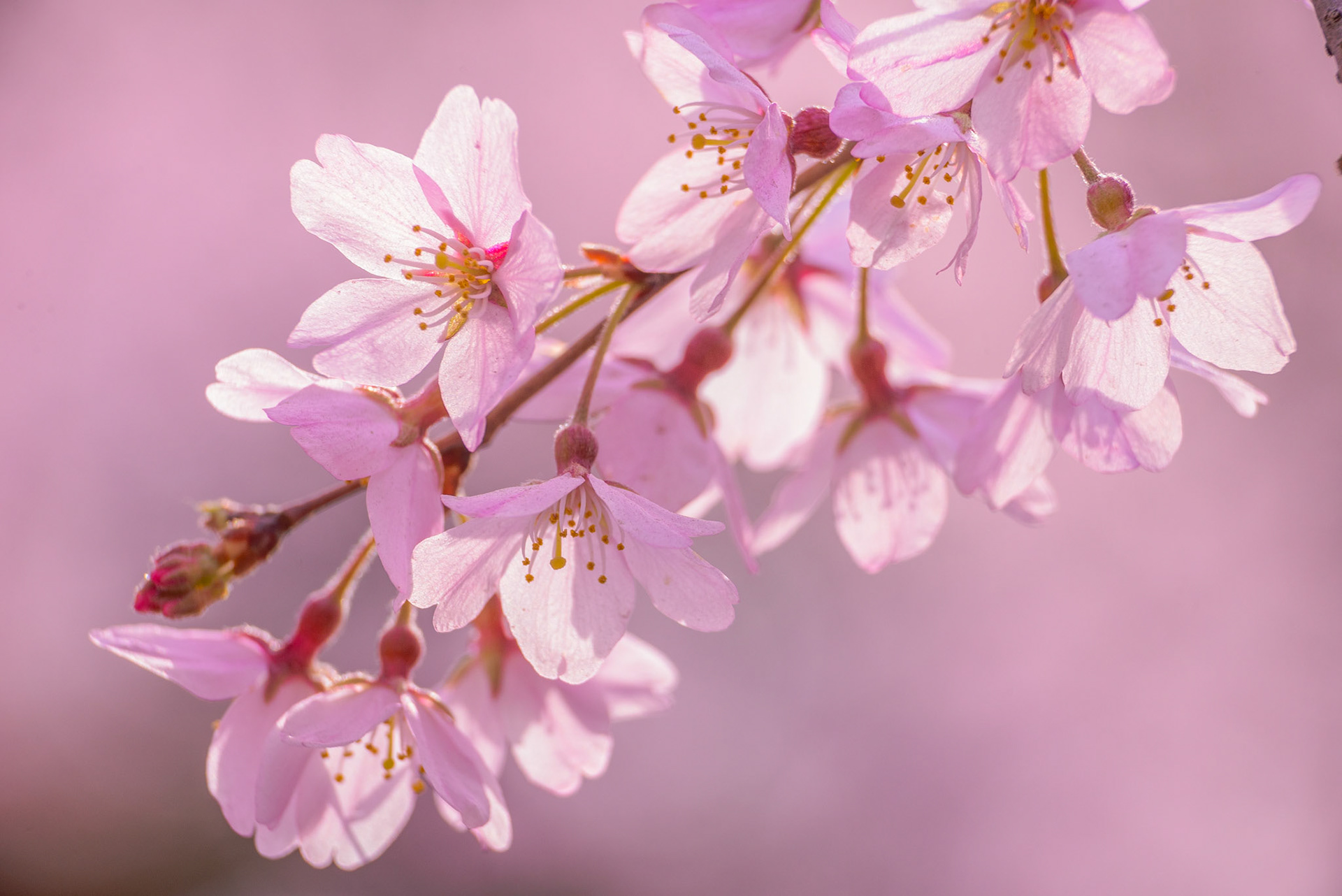 六義園のしだれ桜