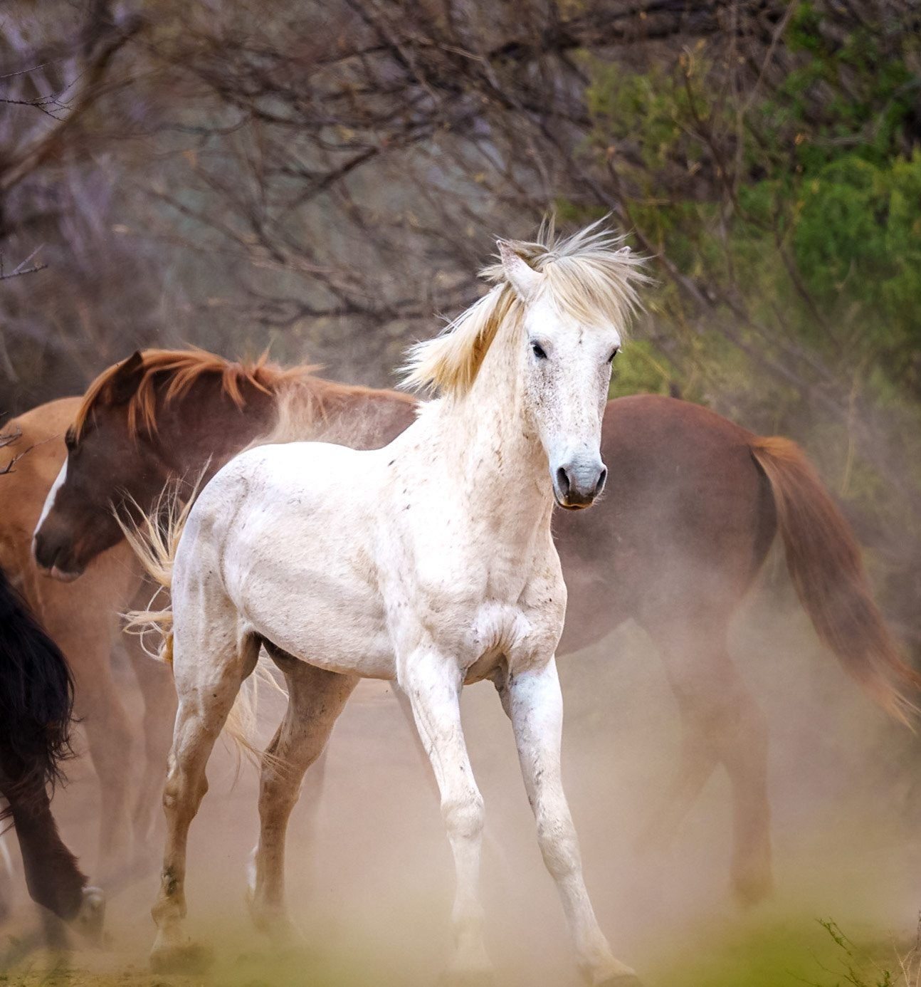 Wild Horse Showing his stuff.
