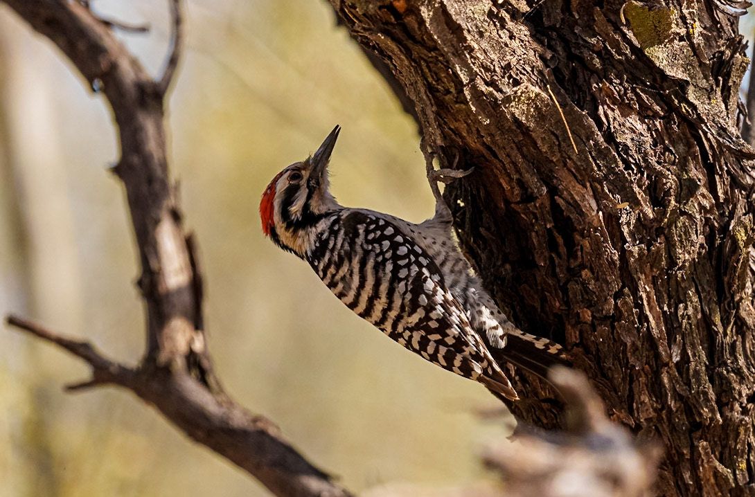 Ladder-backed Woodpecker