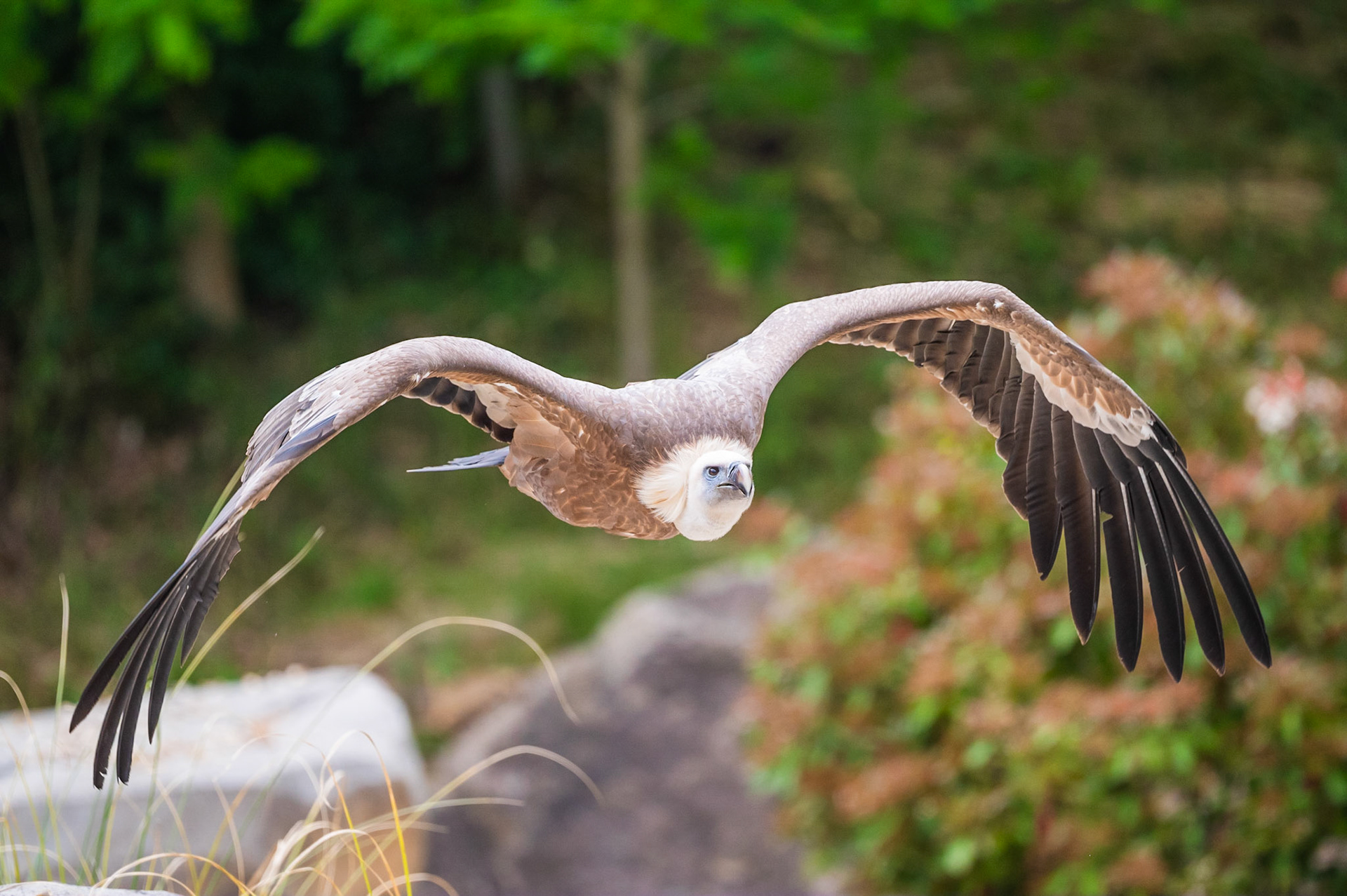 Zoo de Beauval