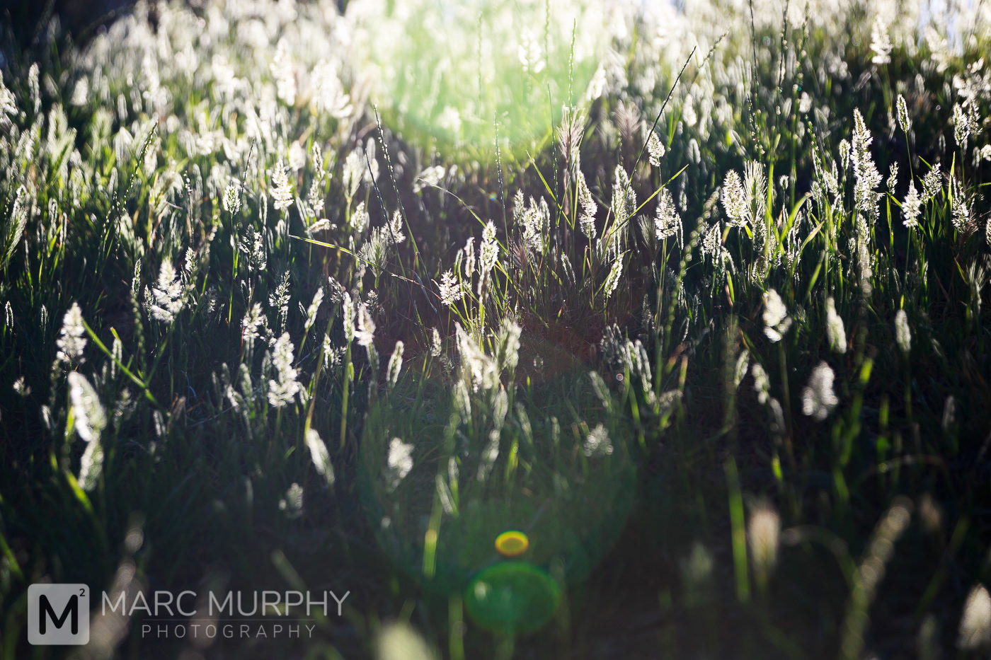Beautiful Field of Green Grass Backlit with Sunshine