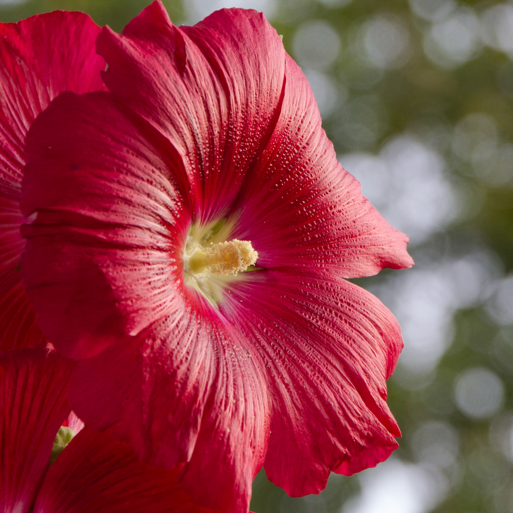 Malva Real