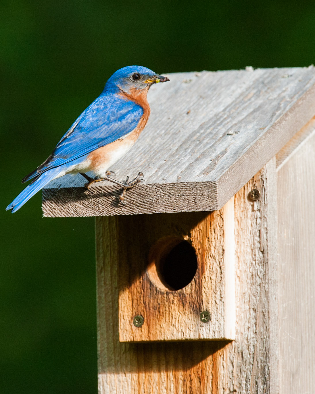 Eastern Bluebird. Botanical Gardens of Asheville, Asheville, NC.