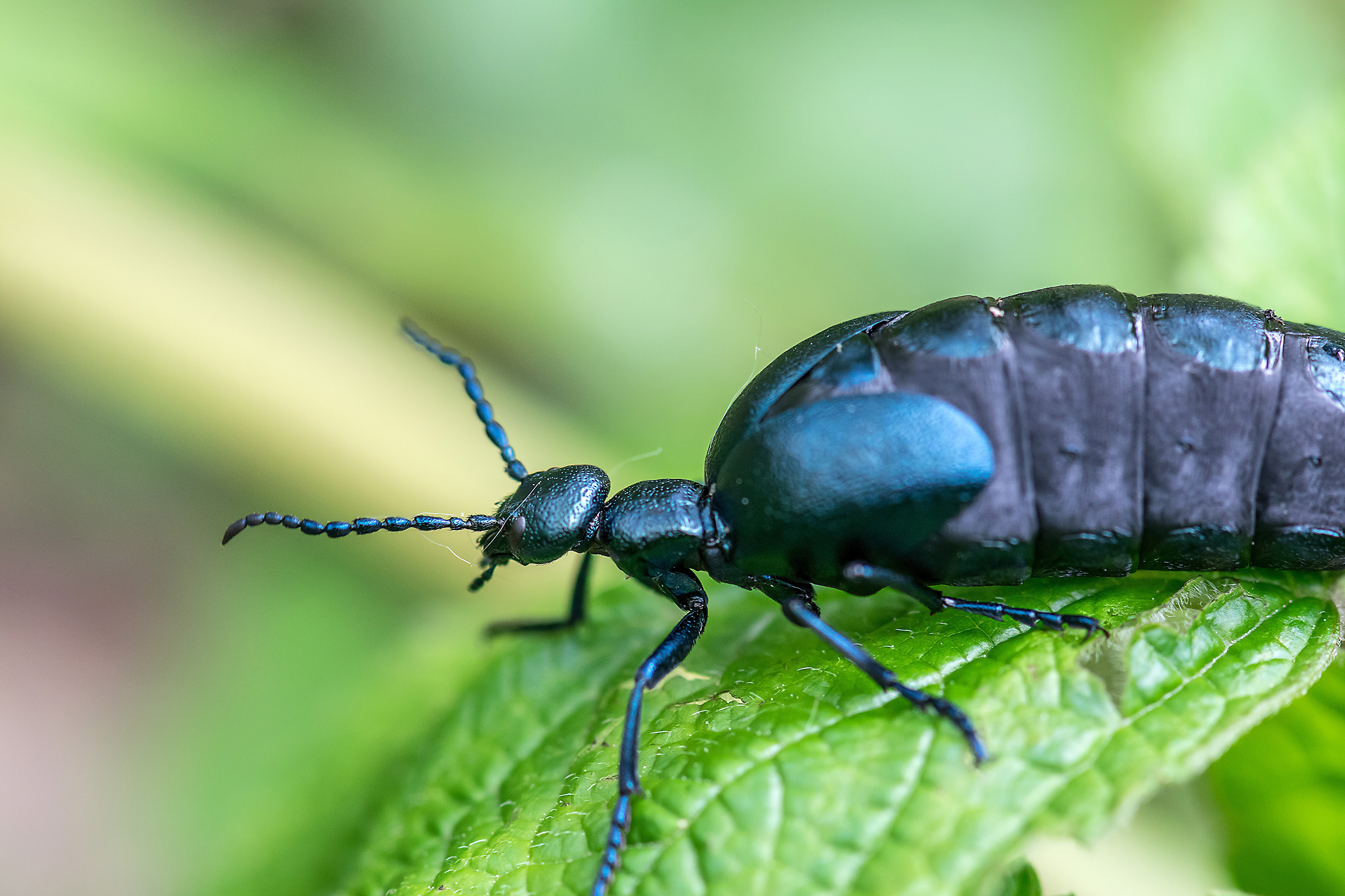 Meloe violaceus