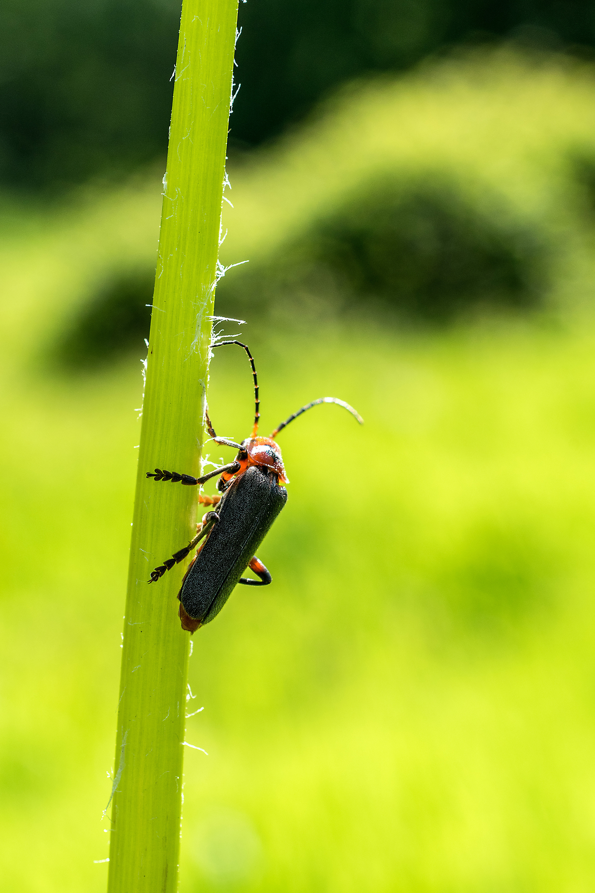 Cantharis rustica