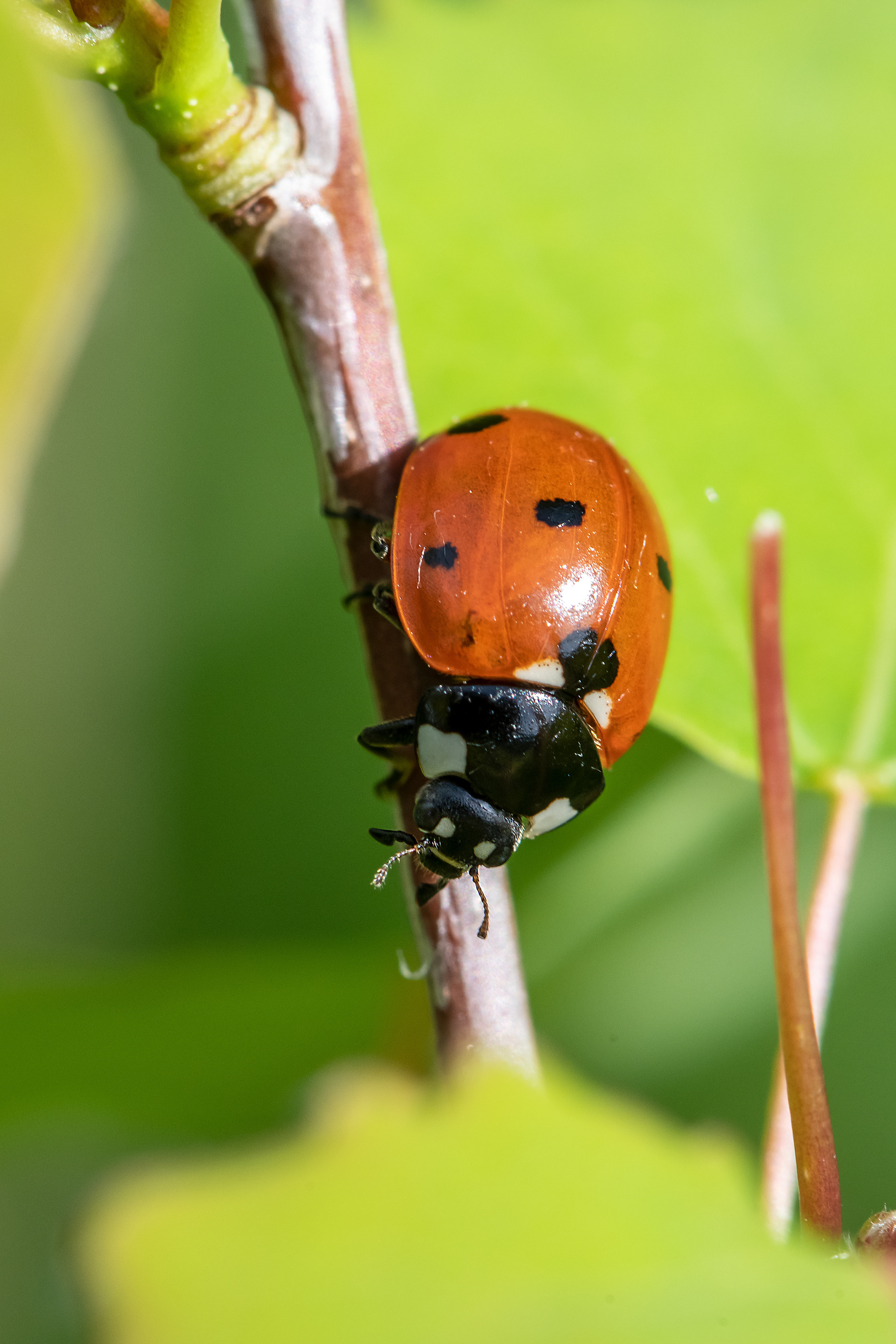 Coccinella septem-punctata