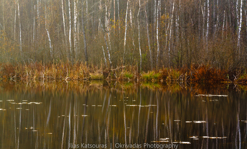birch trees lithuania lake λεύκες λιθουανία λίμνη