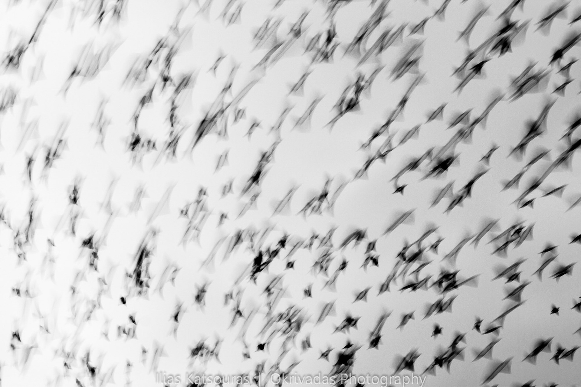 birds,fly,chaos,πουλιά,πέταγμα,ταχύτητα,speed,χάος