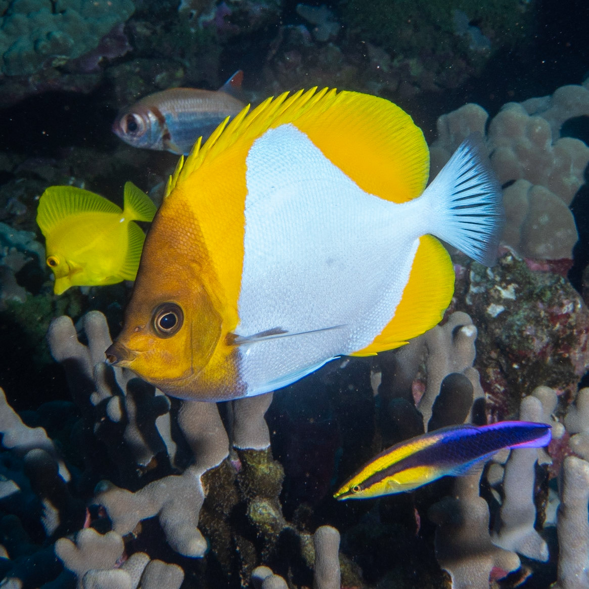 pyramid butterfly fish, Hawaiian cleaner wrasse