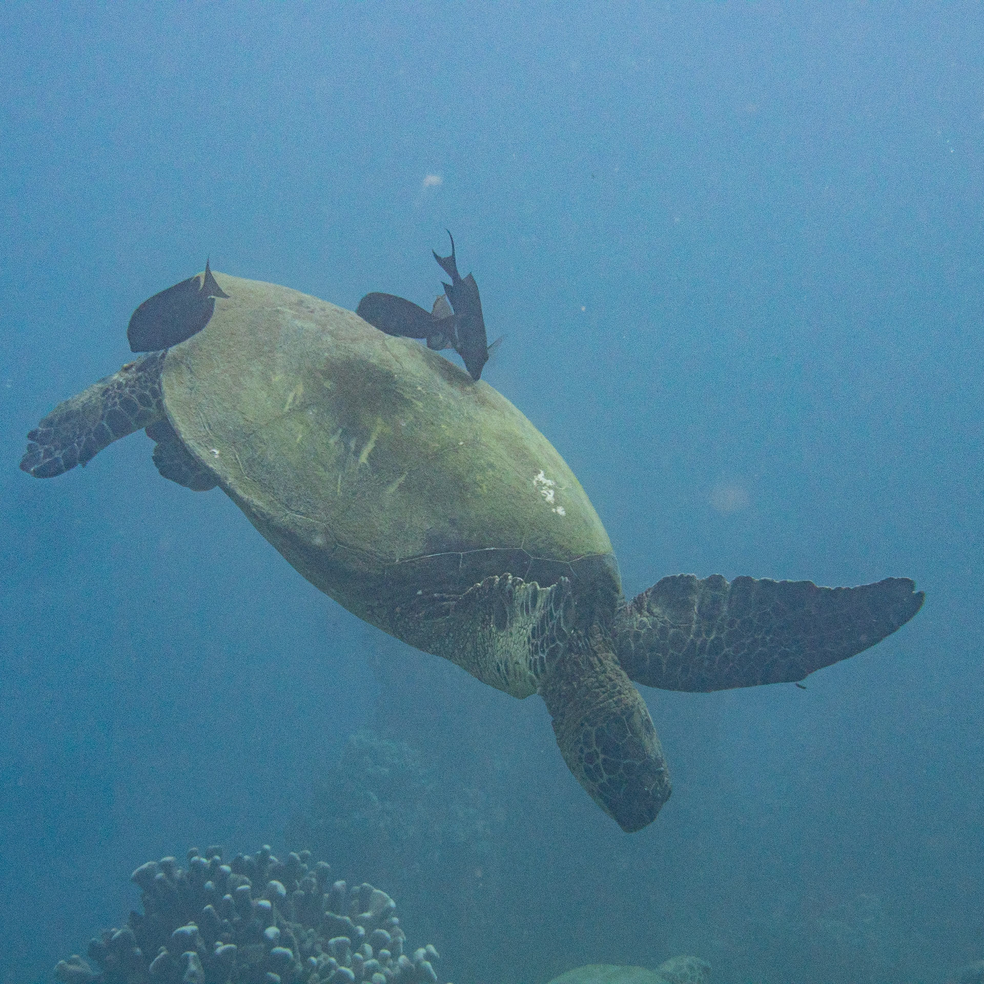 green sea turtle being cleaned