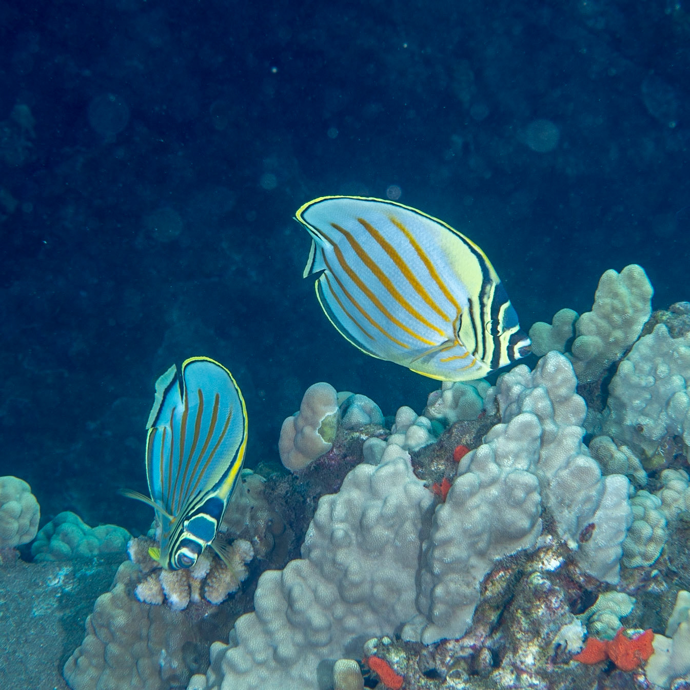 ornate butterfly fish
