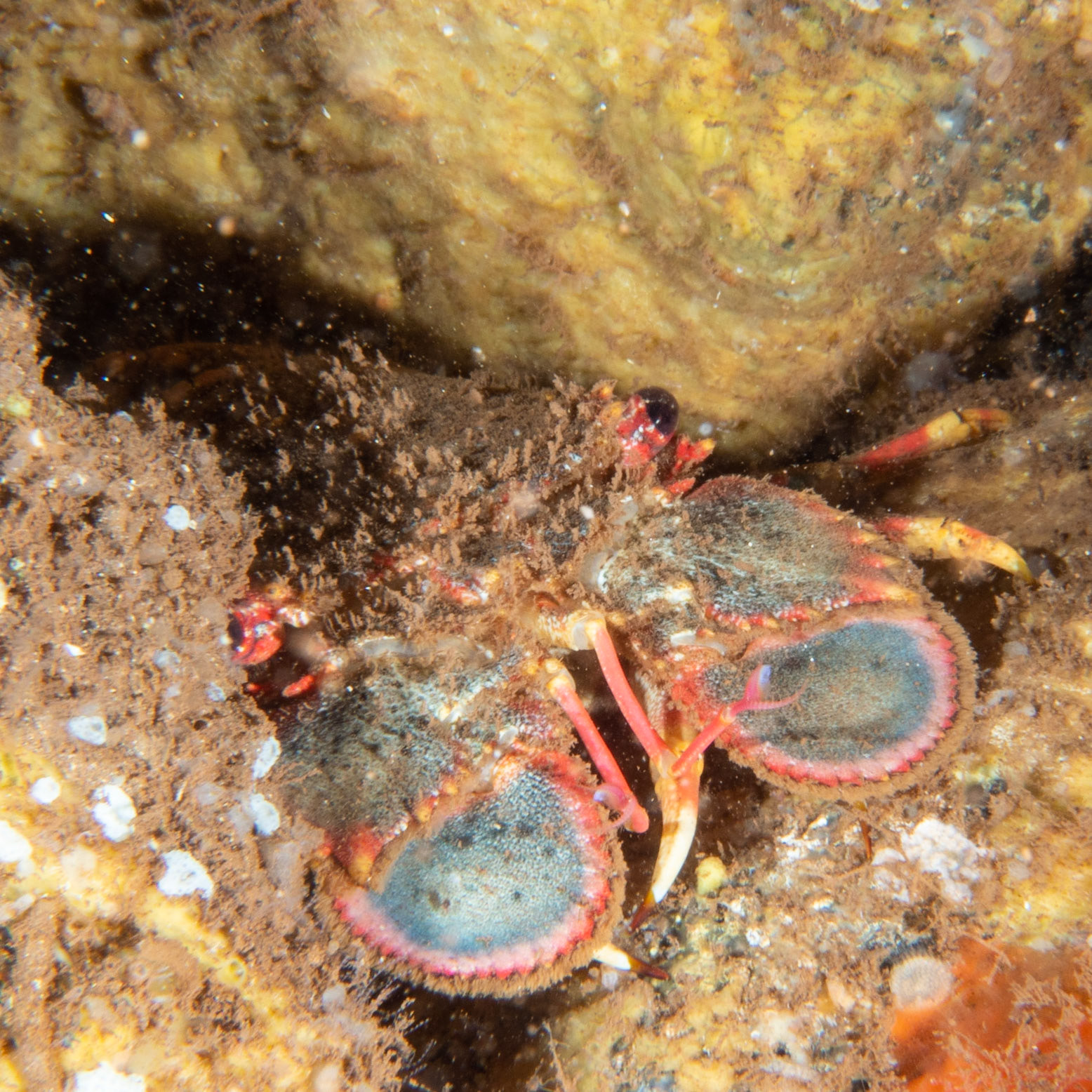 slipper lobster