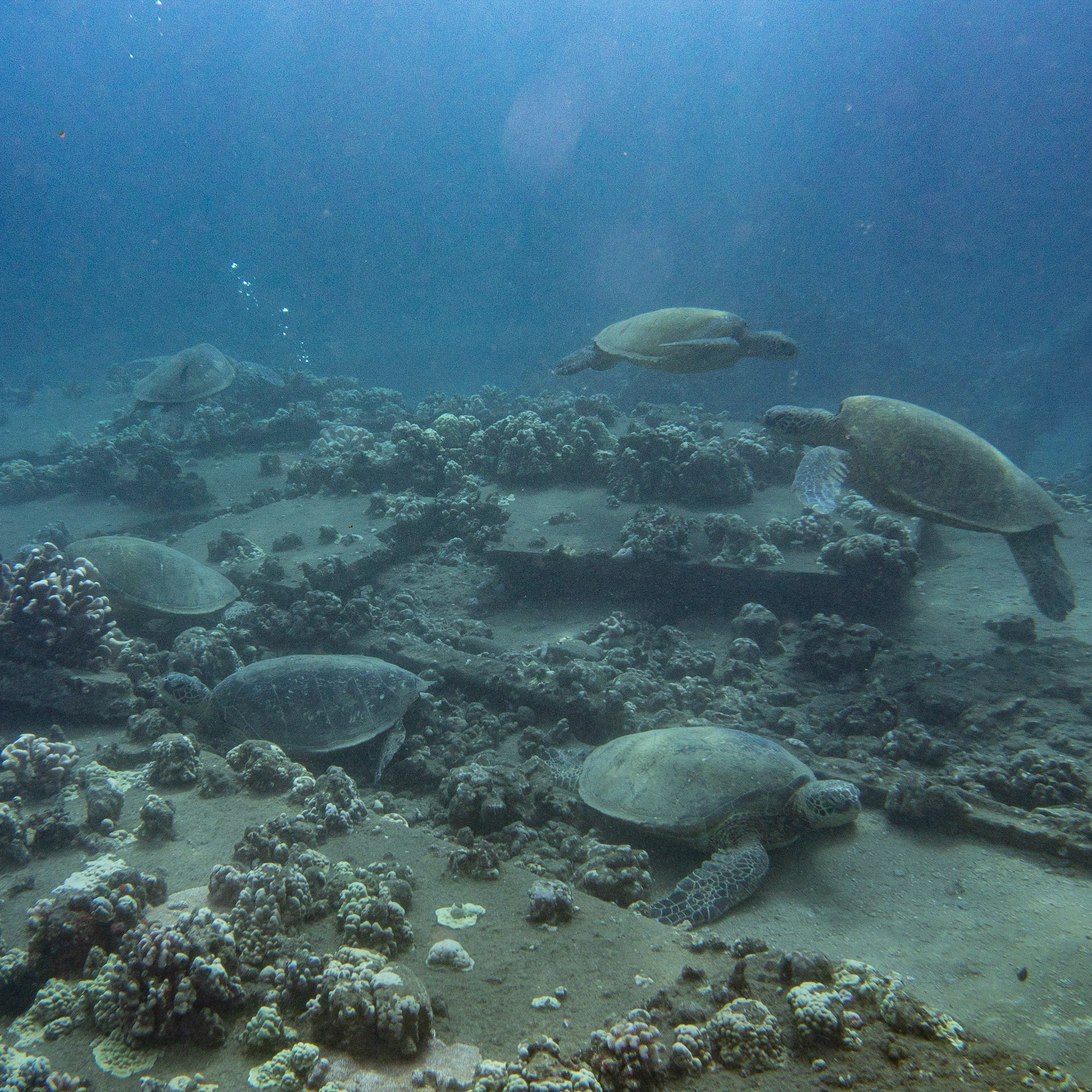 sea turtle cleaning station at Mala Pier