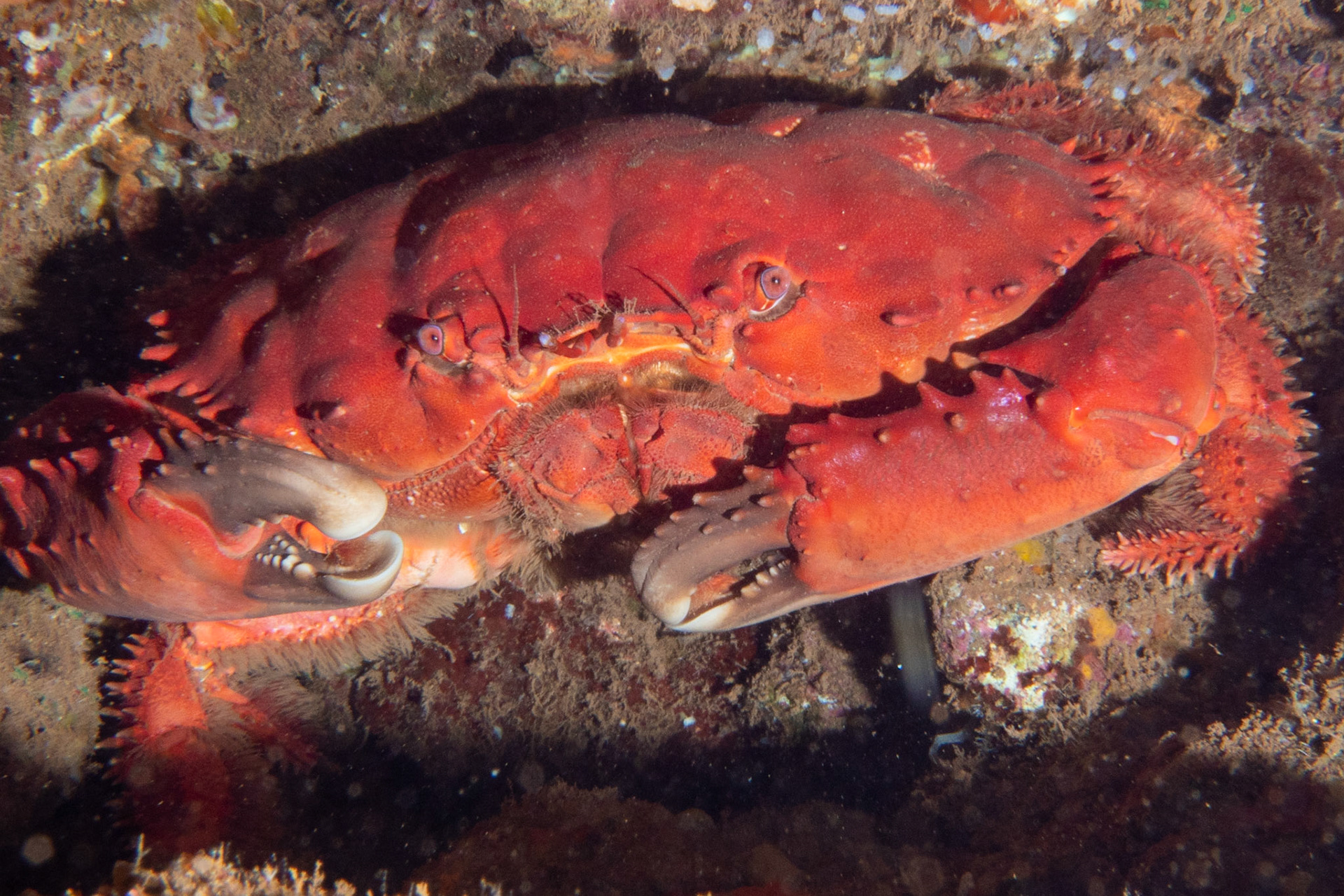 convex crab
