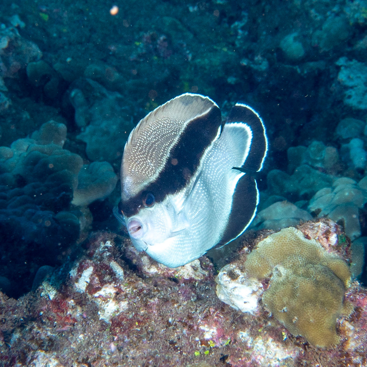 bandit angel fish