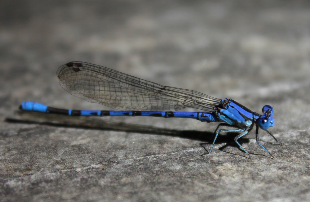 Blue Damselfly