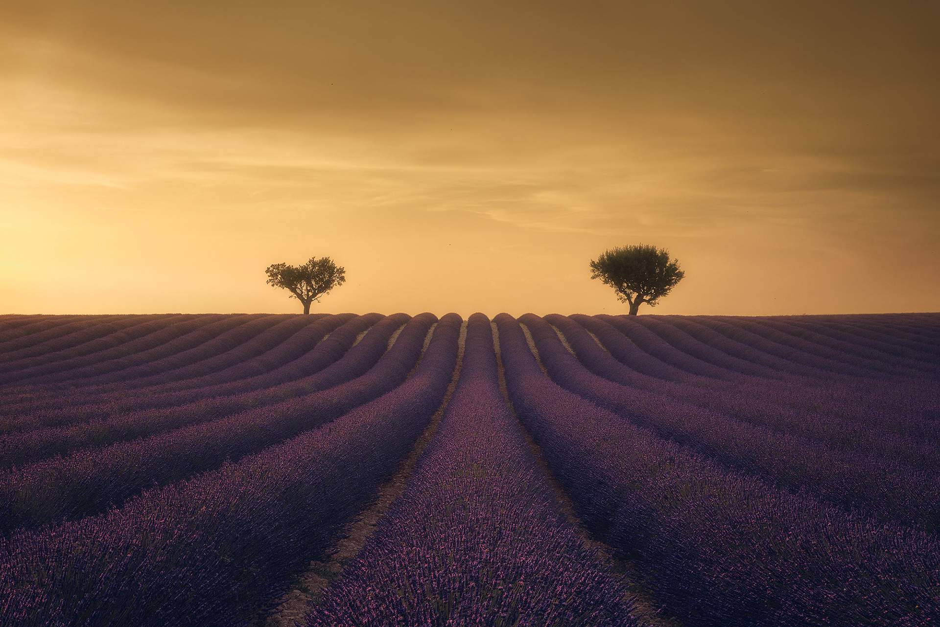 Coucher de soleil dans les champs de lavande à Valensole. Rangées de lavandes menant vers deux arbres isolés. Couleur violette, bleue, poupre, jaune et oranger.