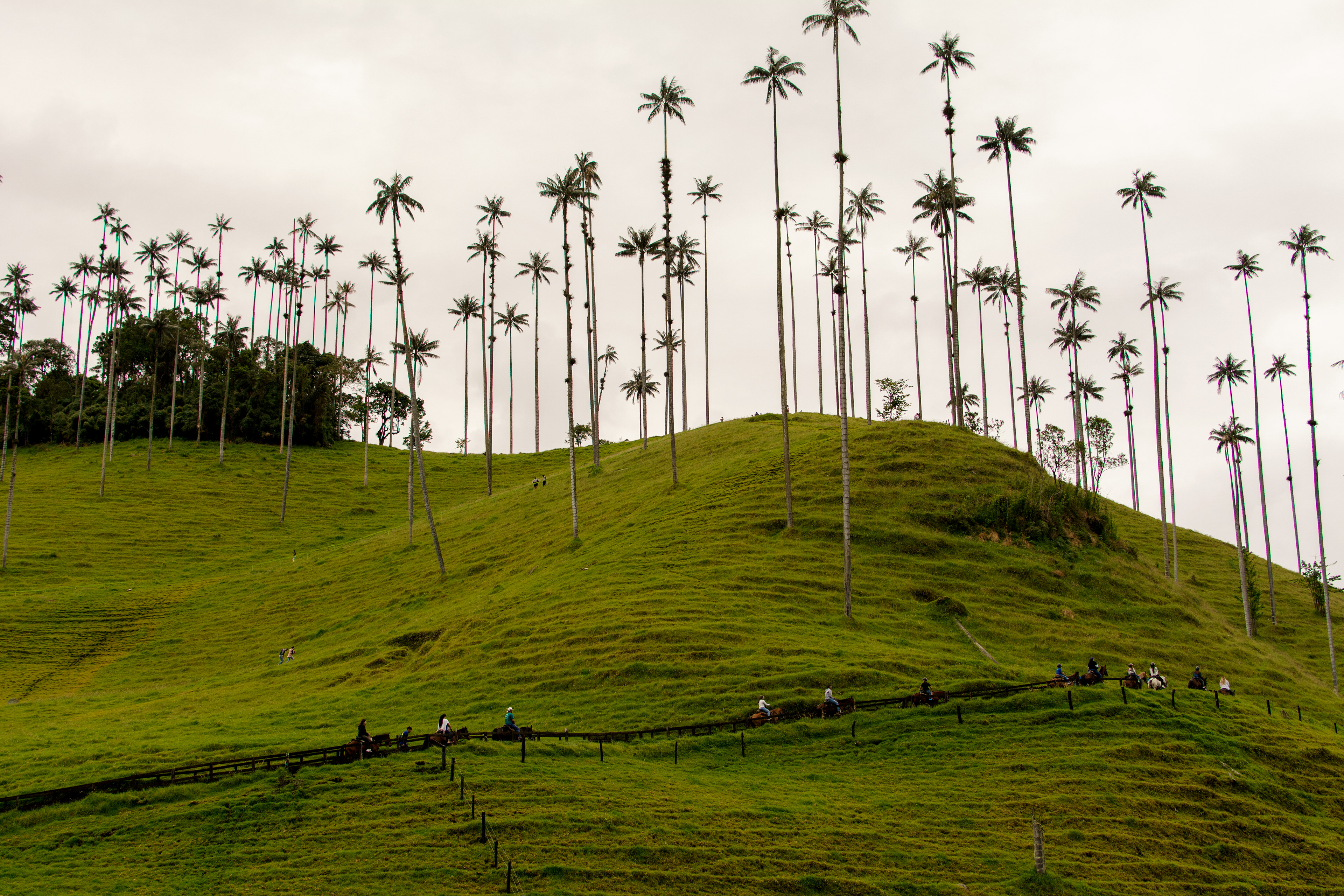 Valle del Cocora 2