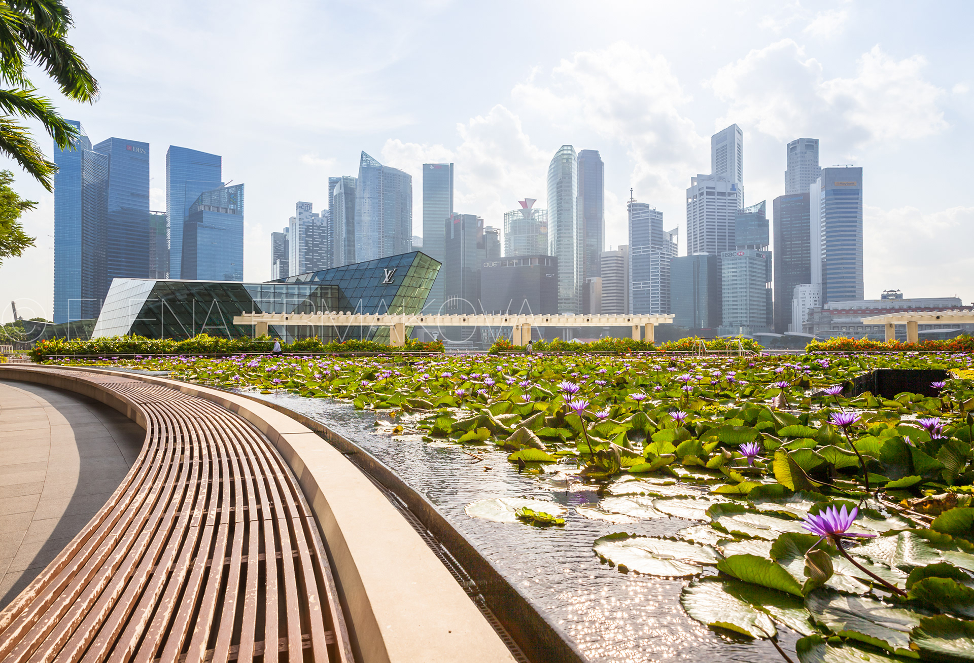Daytime view of the Singapore CBD skyskrapers with beautiful lilly pond on the foreground. Travel photography by Elena Ermakova.