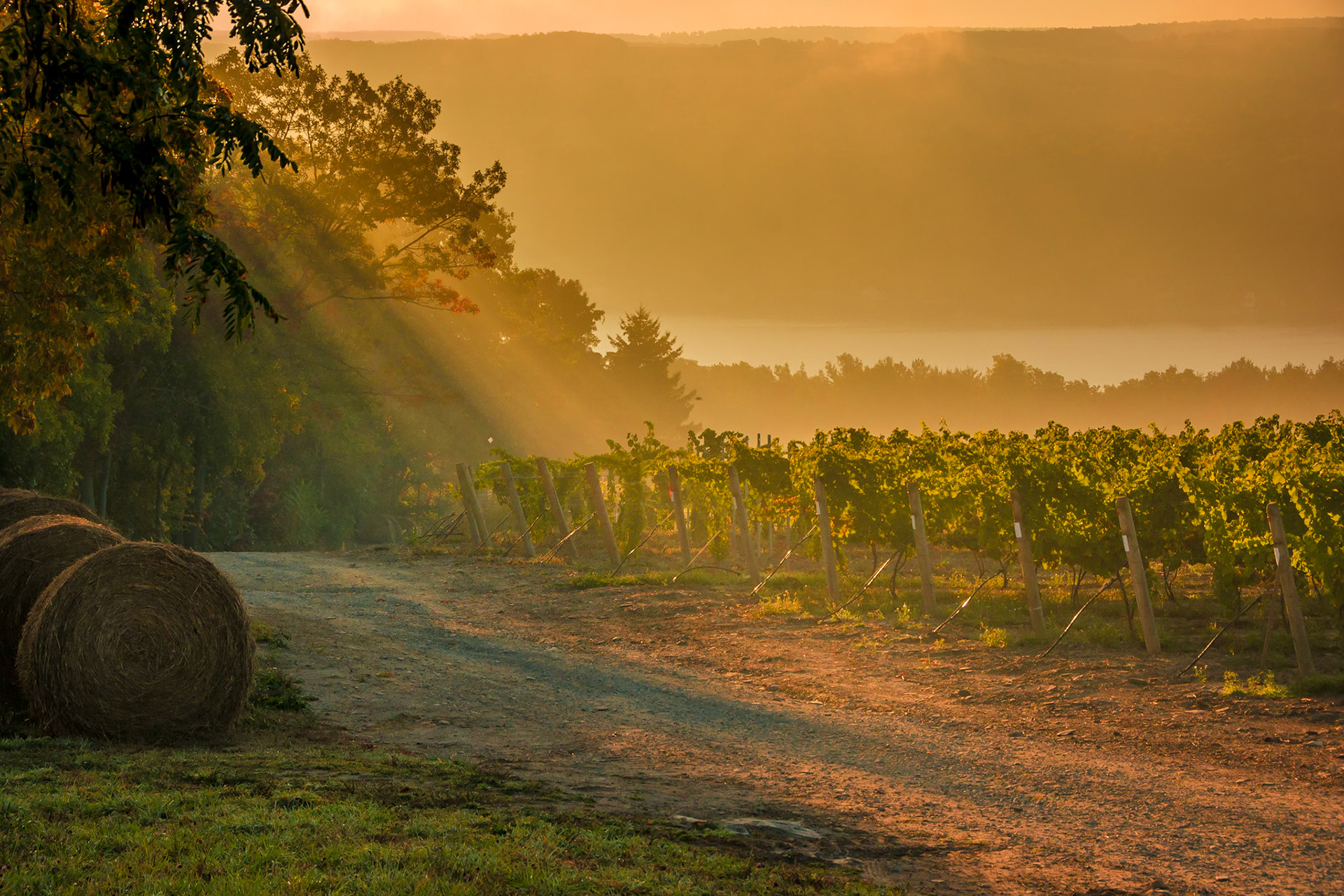 Sun rises over Doc Frank's vineyards on Keuka Lake