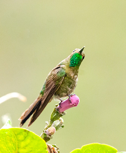Tyrian Metaltail (Metallura tyrianthina)