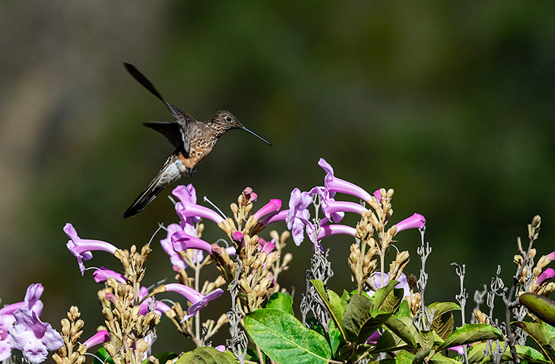 Giant Hummingbrid (Patagona gigas)