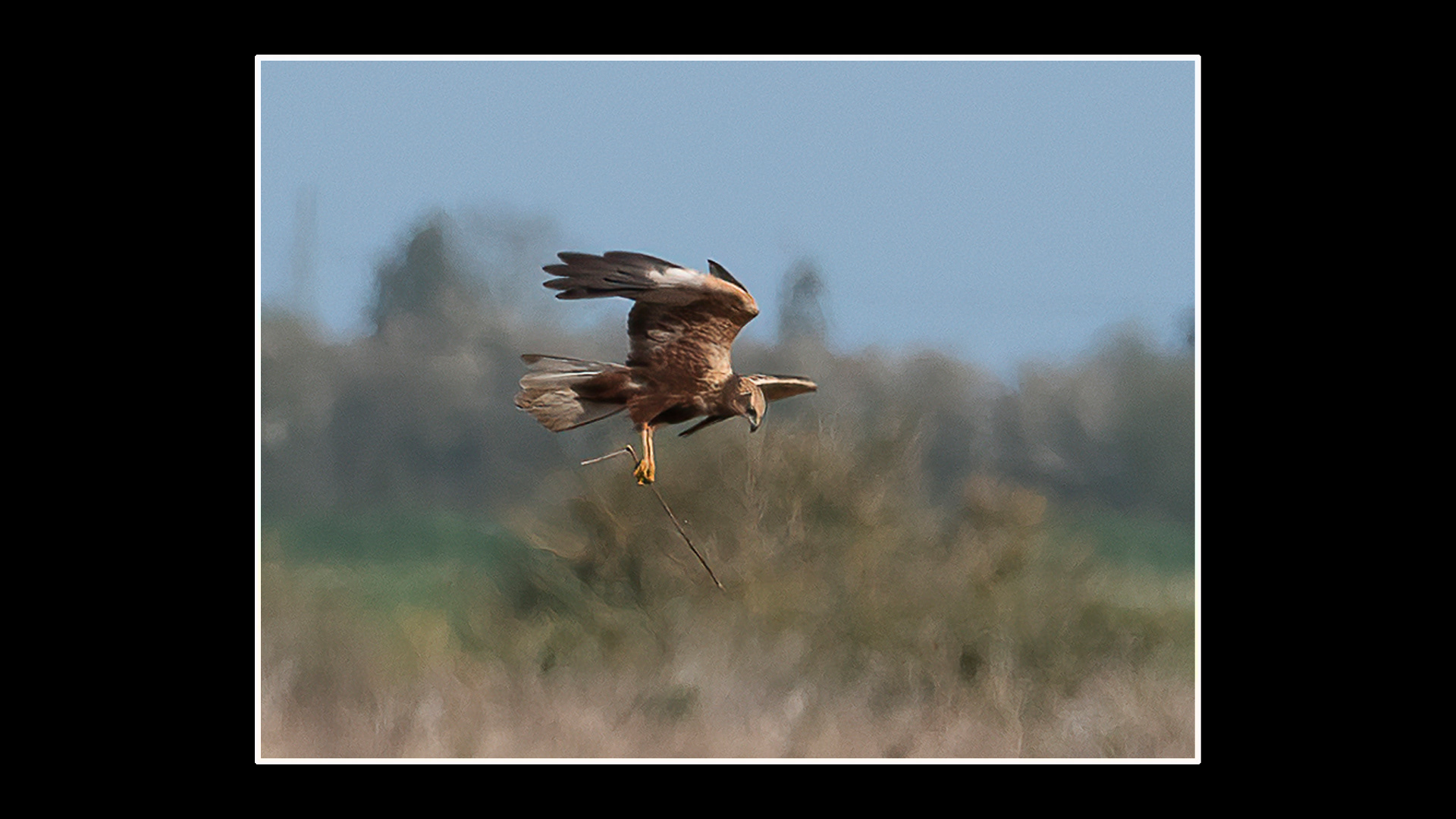 Marsh Harrier