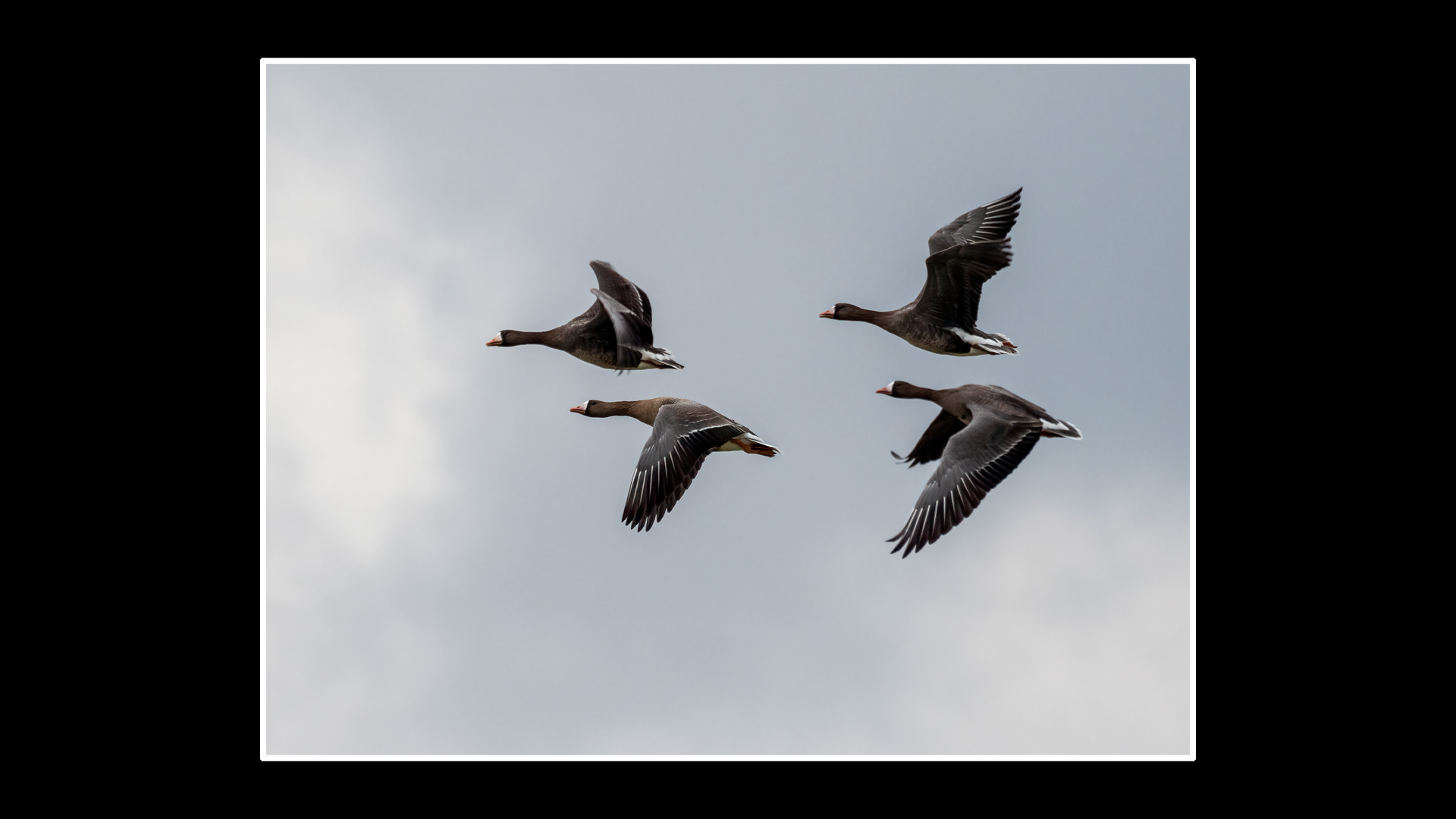 White-fronted Geese