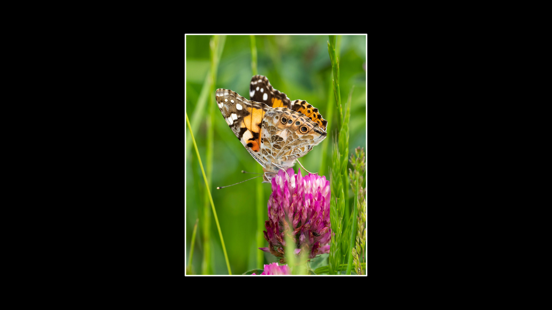 Painted Lady