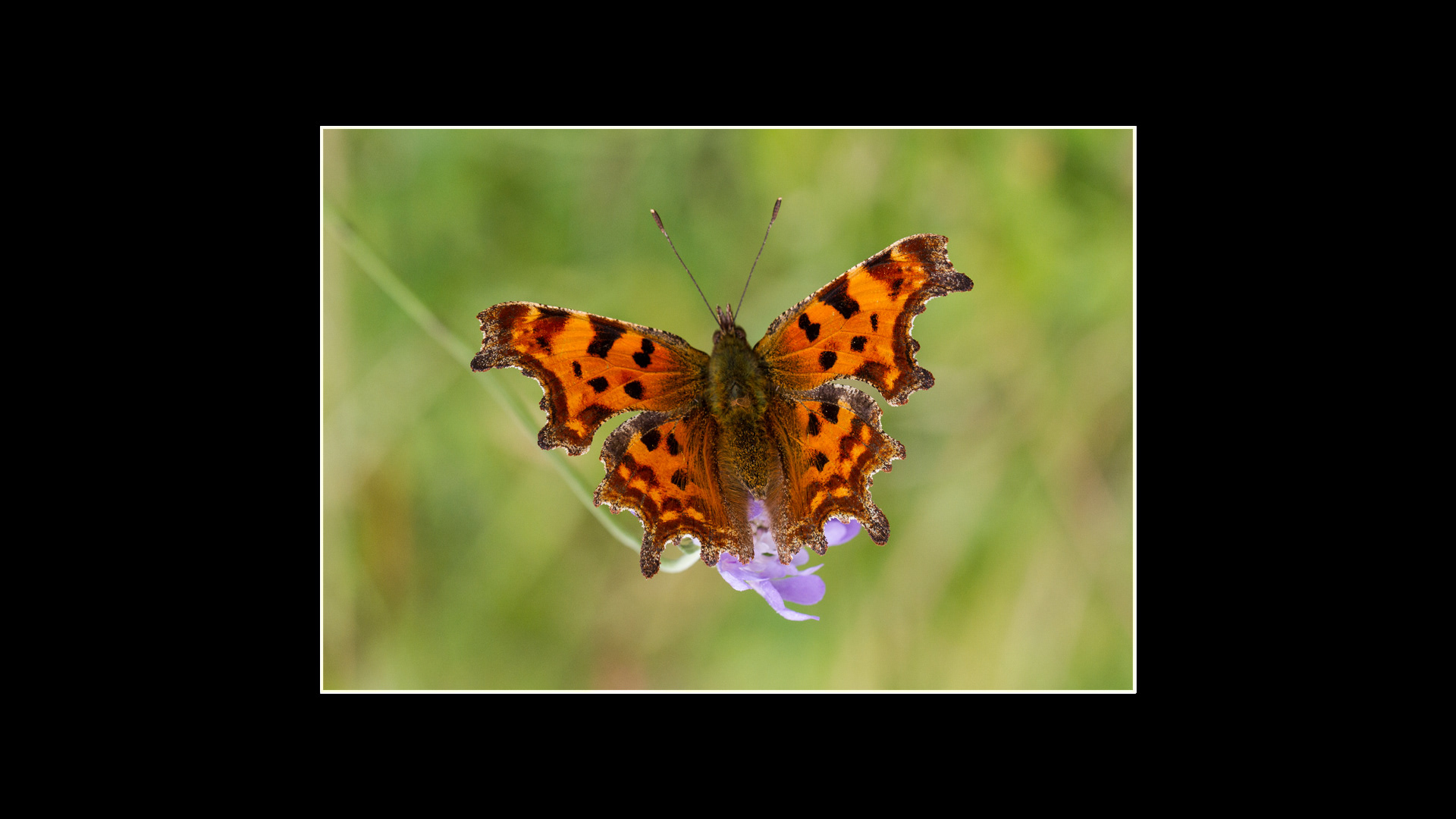 Comma