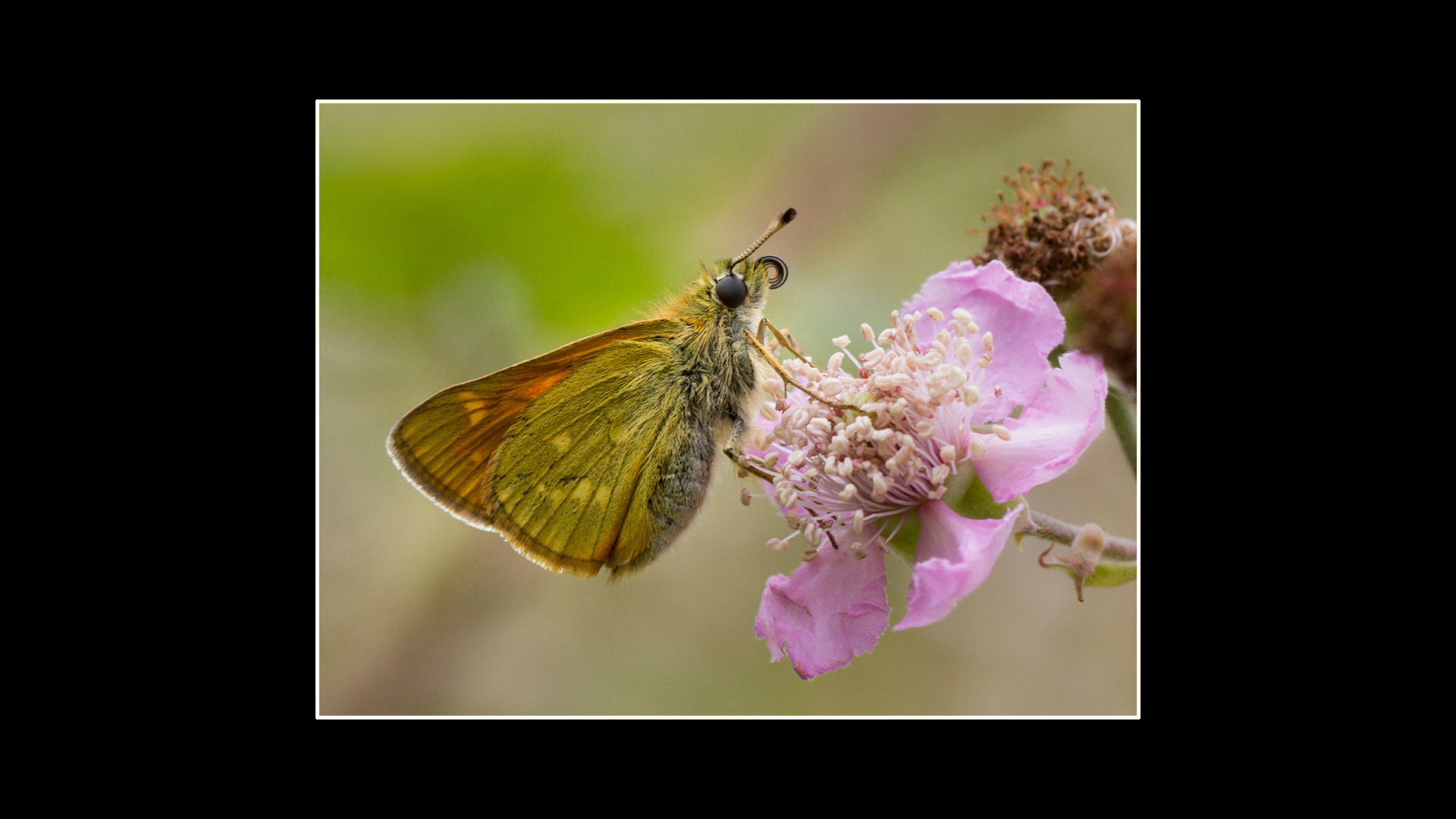 Large Skipper