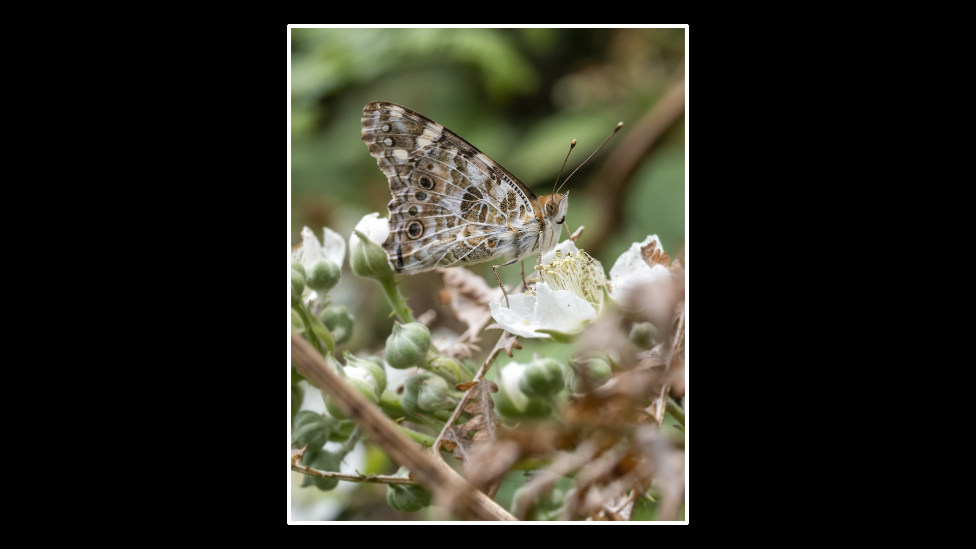 Painted Lady