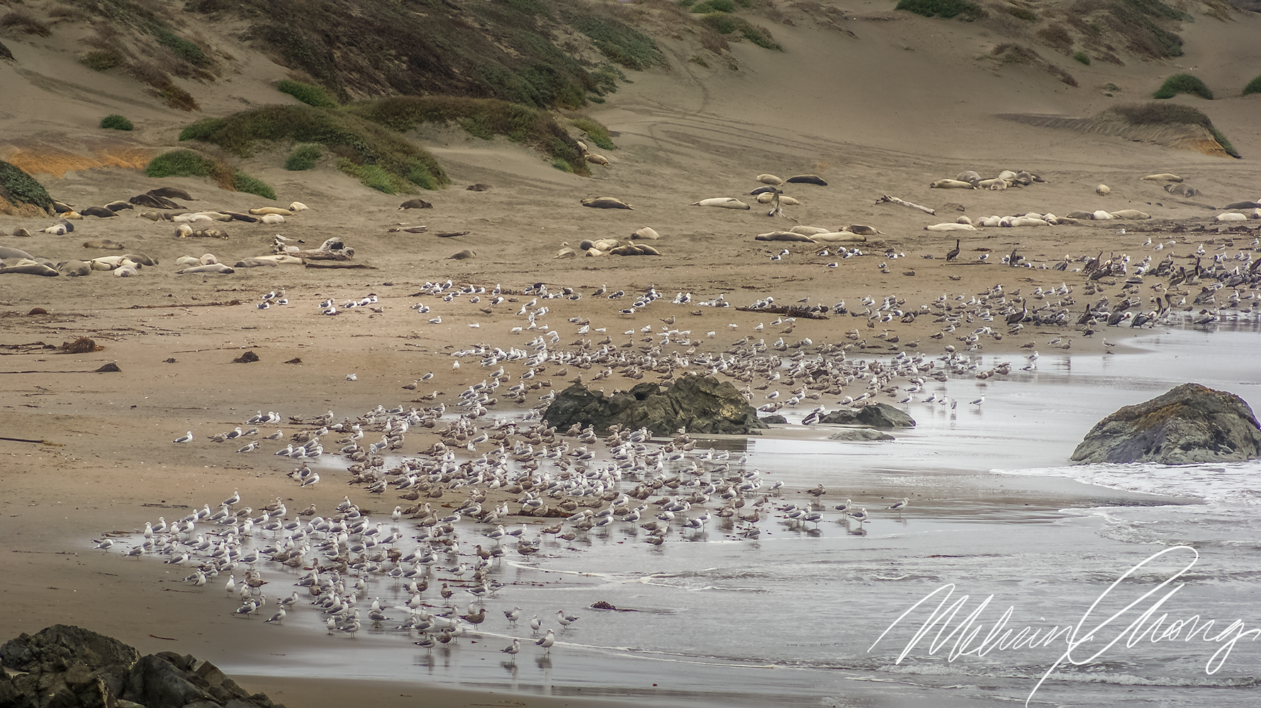 © 2019 | CA 1, Waddell Beach | 03691