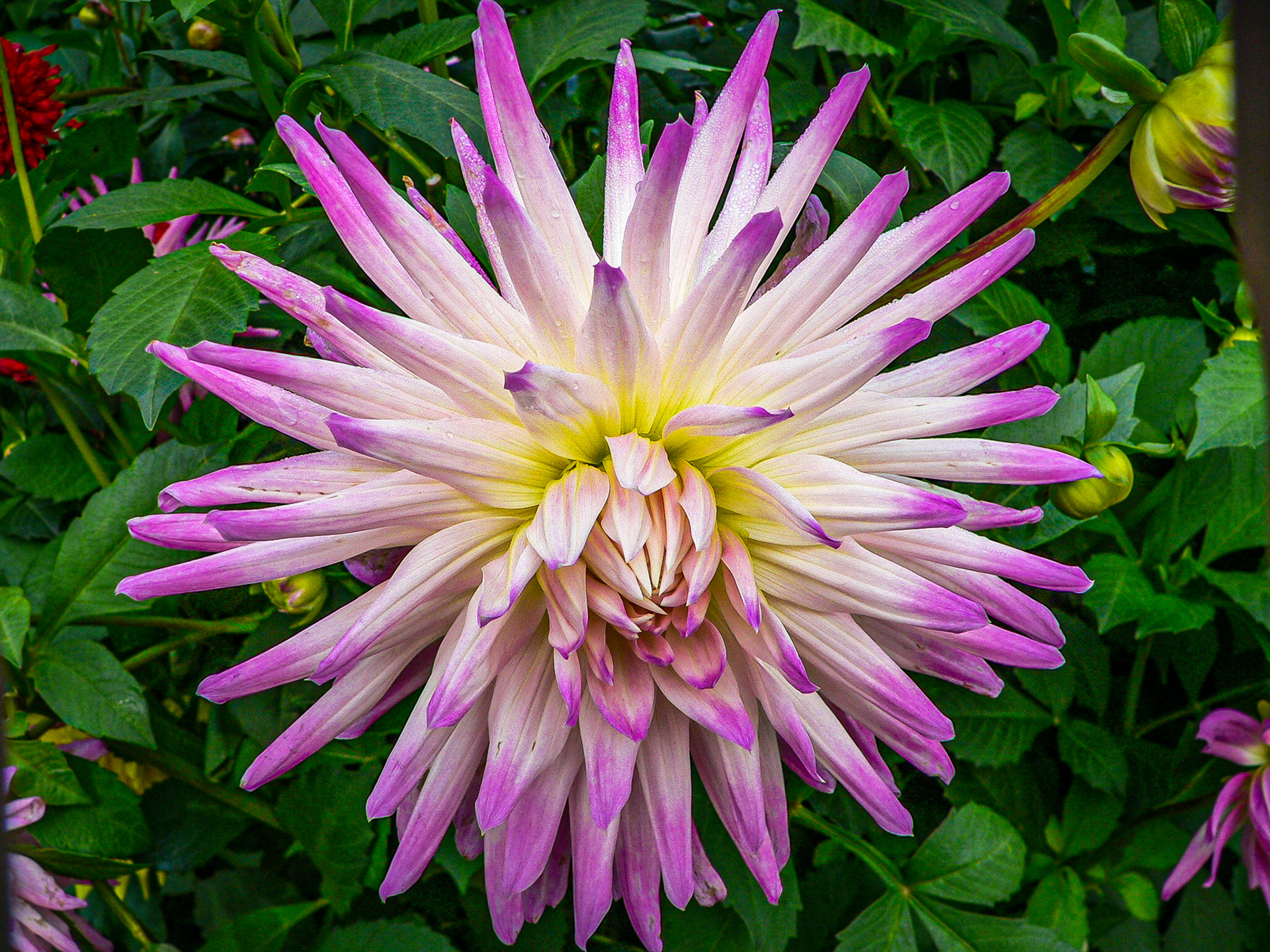 Dahlia