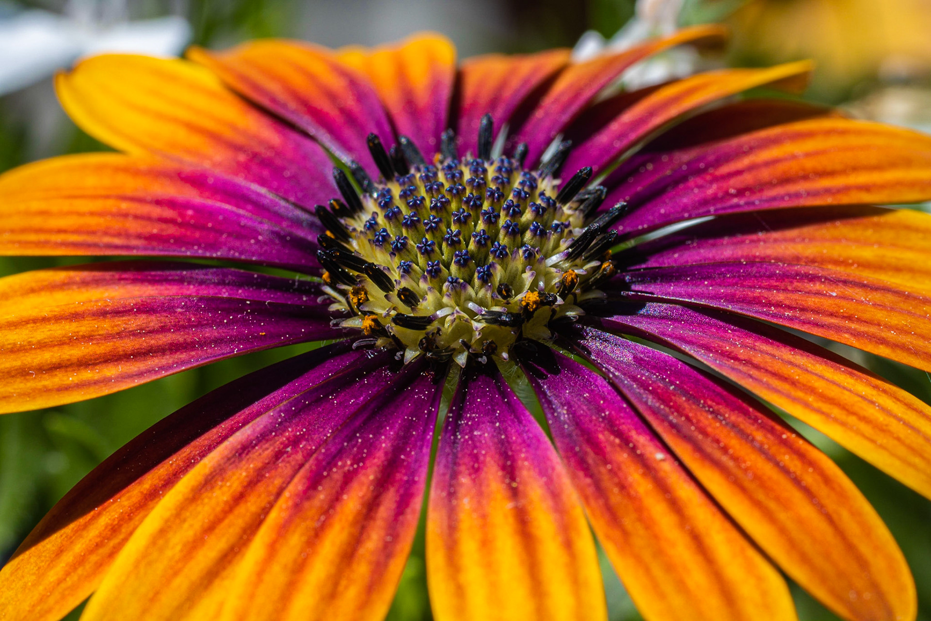 Marguerite d'Afrique (Zion Purple Sun)