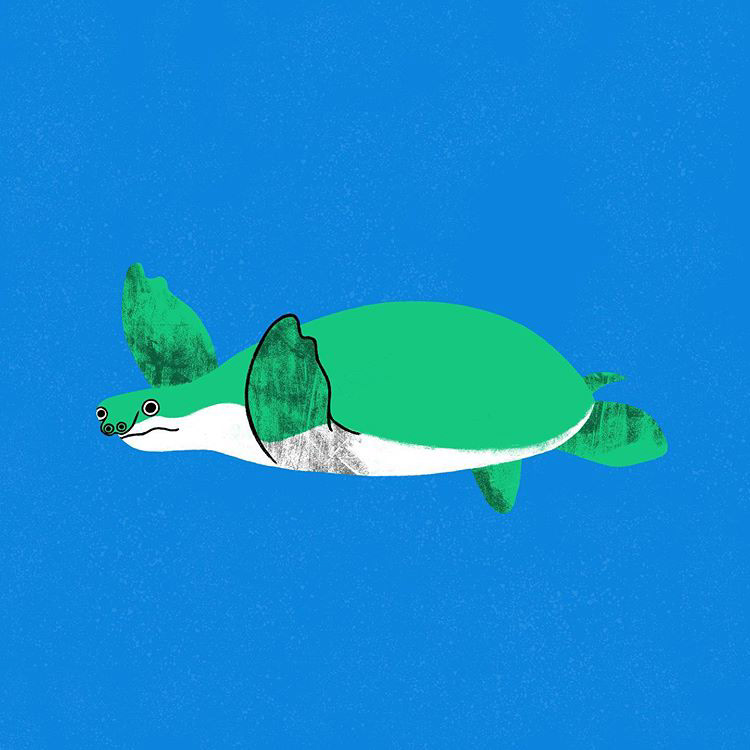 Pig-nosed Turtle / Tortuga Boba Papuana - Lore Mondragón