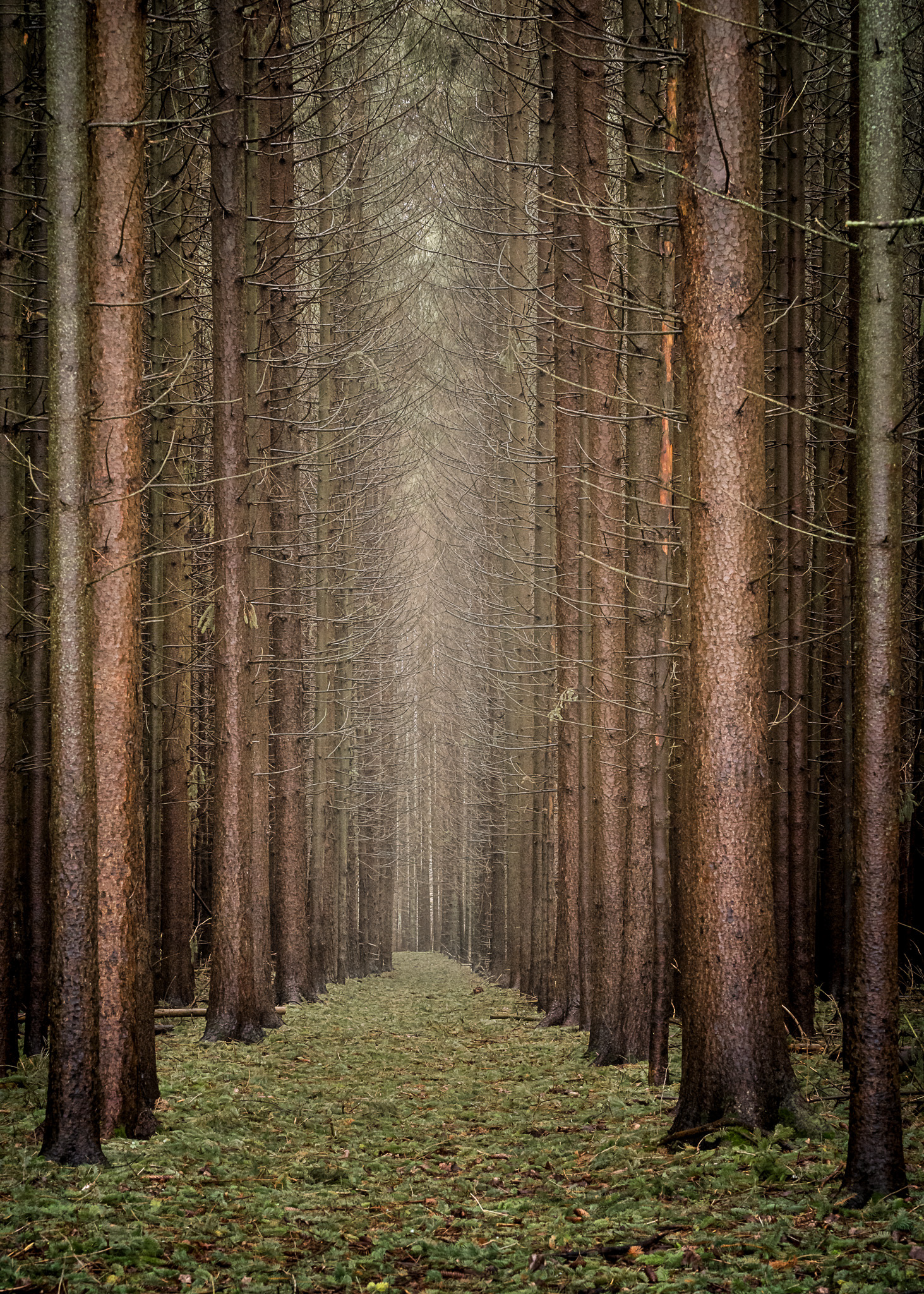 Pines at Sandbanks PP