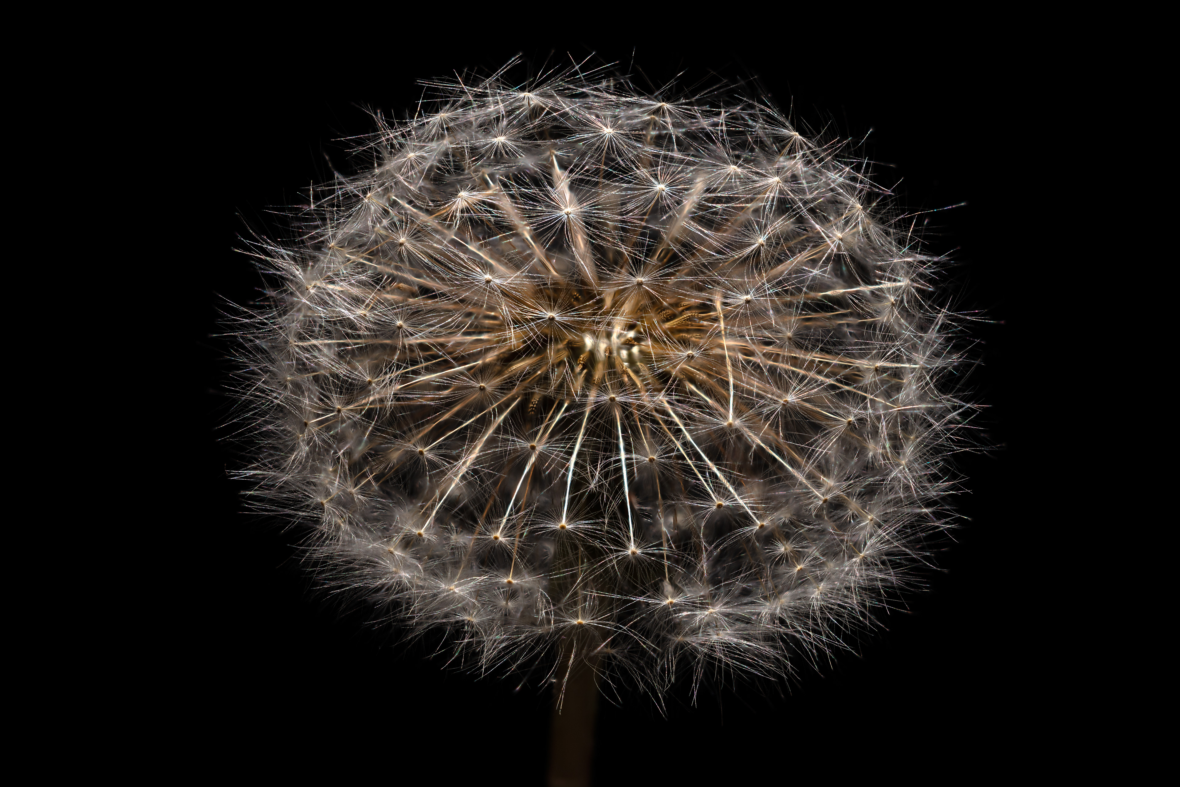 Flora 142928