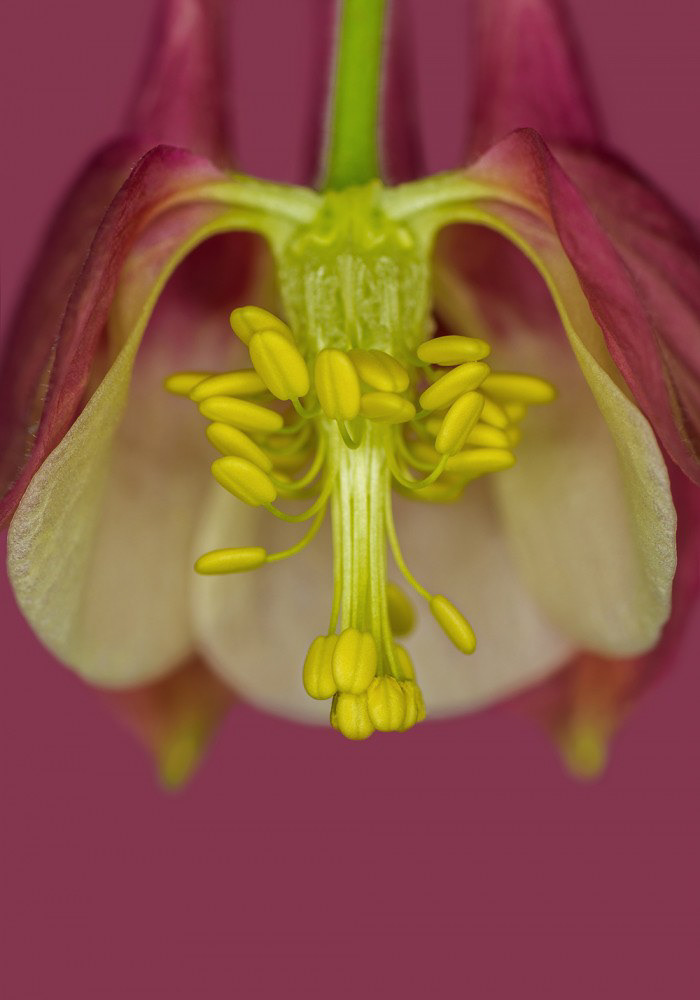 Aquilegia - Akelei - 40,9:1