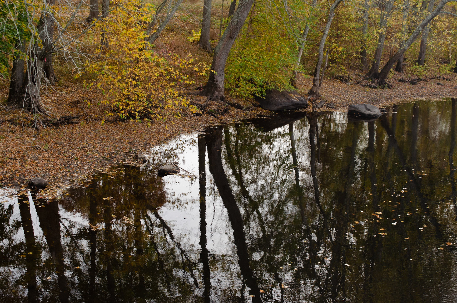 6. Concord River bank on Sunday, October 25, 2020. Photo by Hannah Lee. 1/250 f8 iso 400