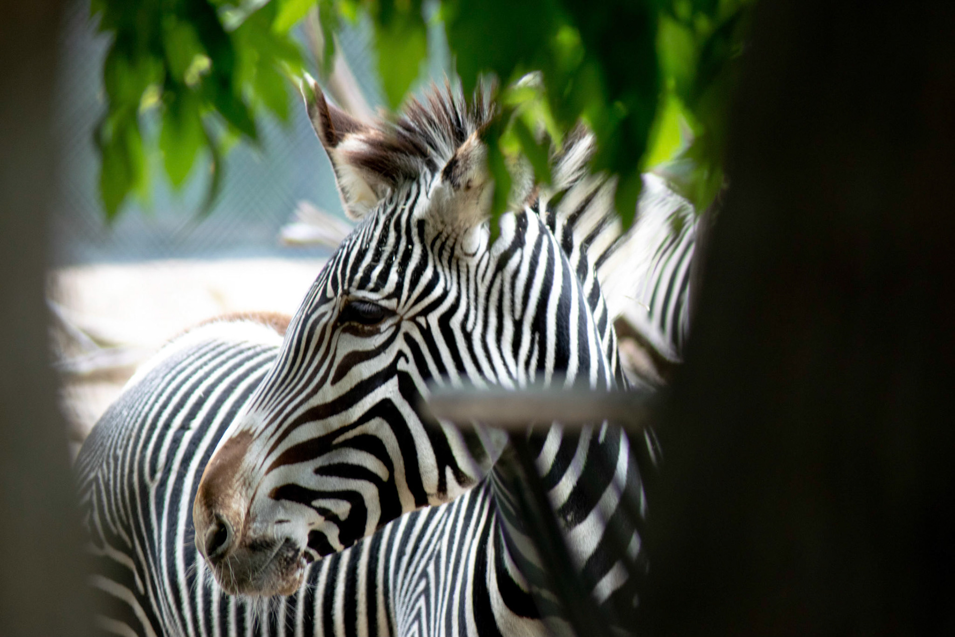 Striped