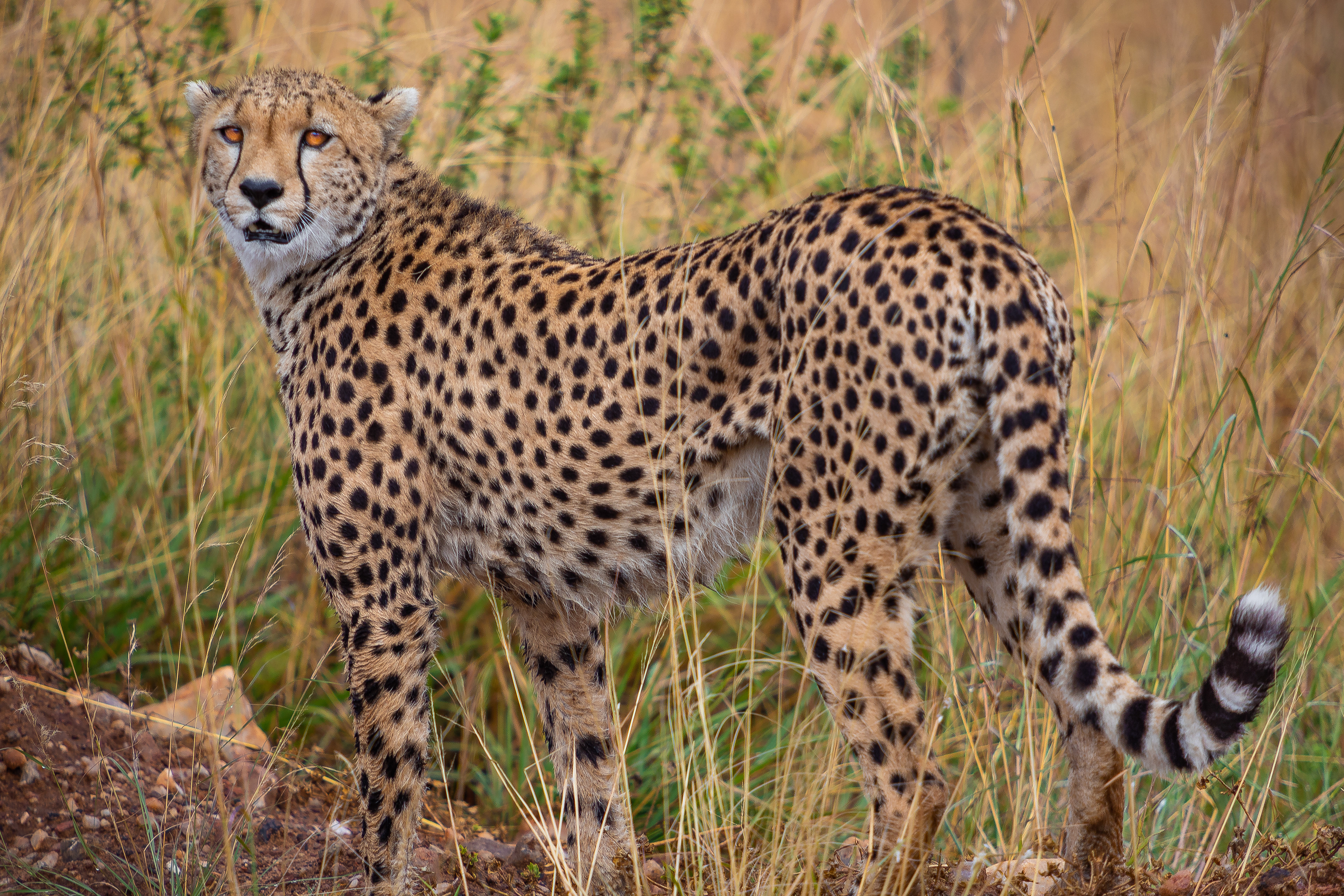 Adam Corrigan Photography - The Masai Mara