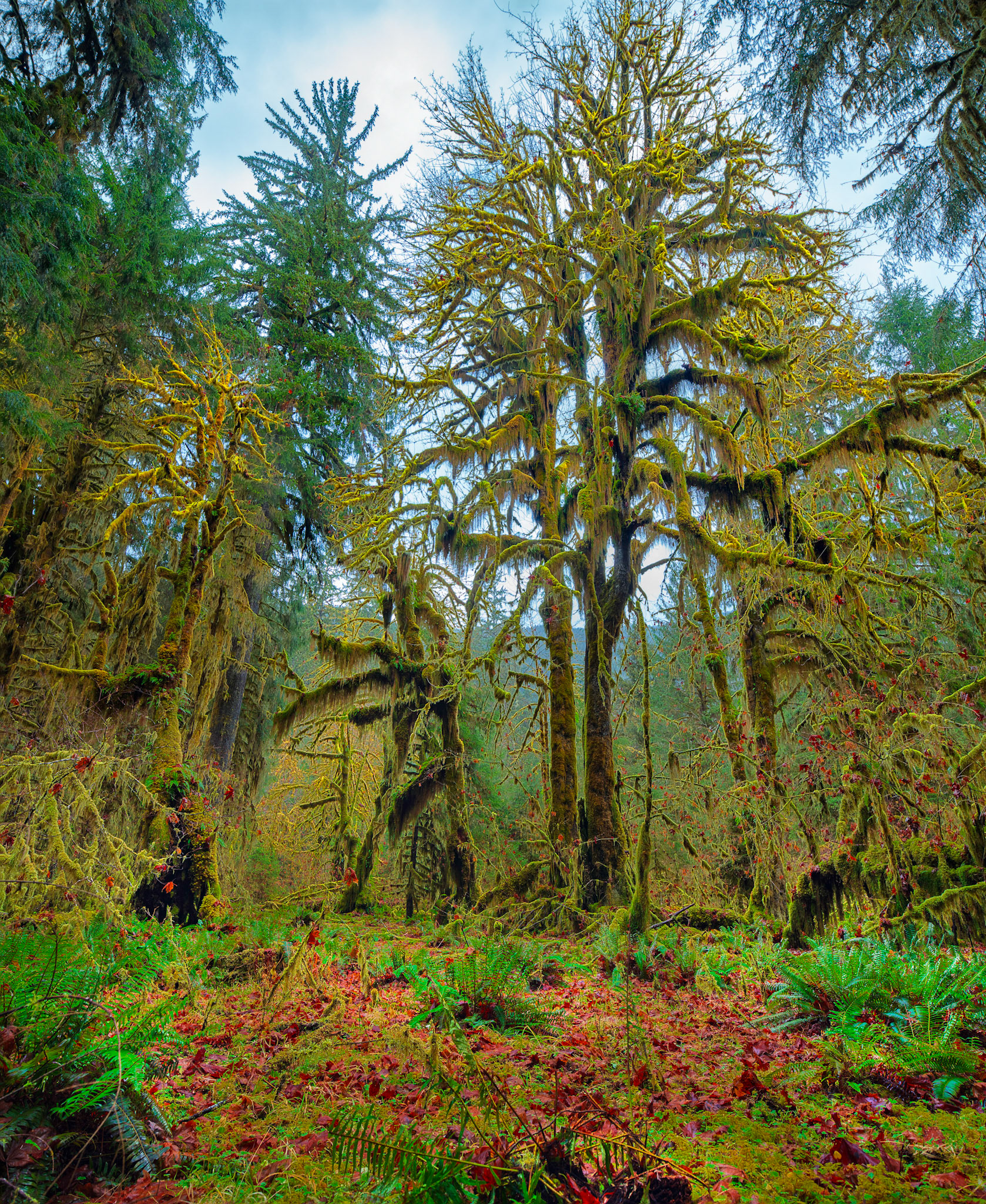 Taken in Olympic National Park, Washington USA