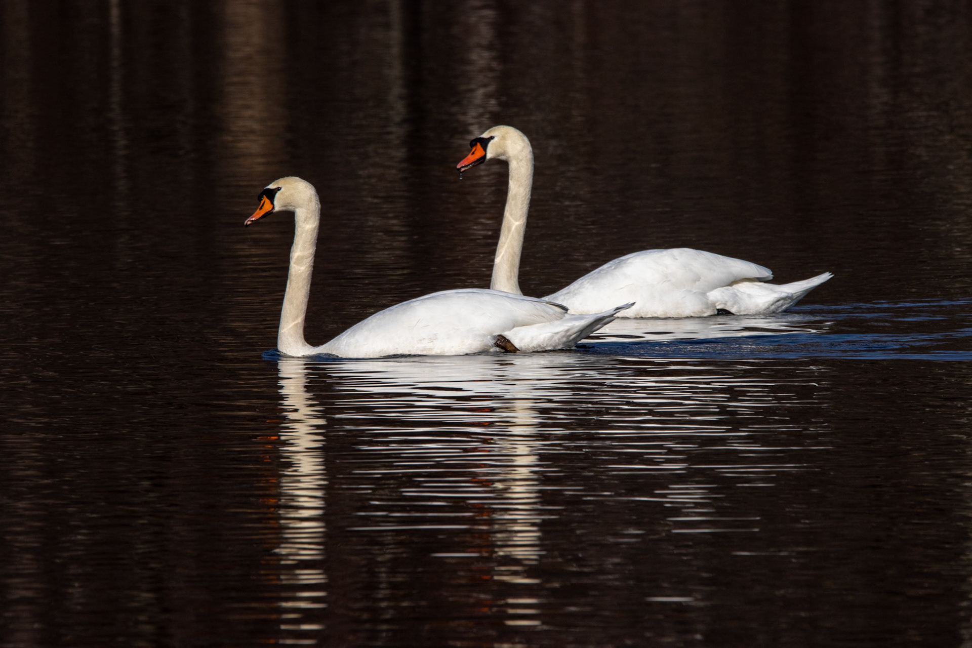 Mute Swan